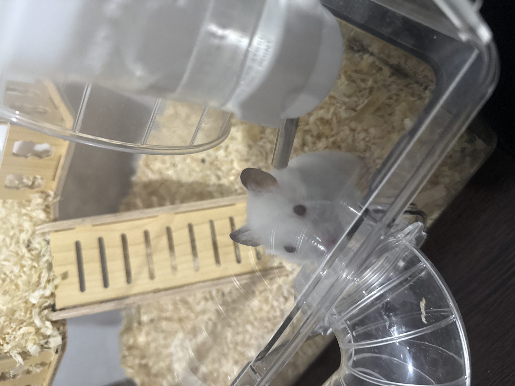 A white hamster with dark eyes and small ears is visible in the foreground of an indoor enclosure. The enclosure appears to be made of clear plastic and wood shavings, with a water bottle and a wheel. A wooden ladder is visible in the background. The image is well-lit and the subject is in focus. The setting is an indoor hamster enclosure, not a city location.