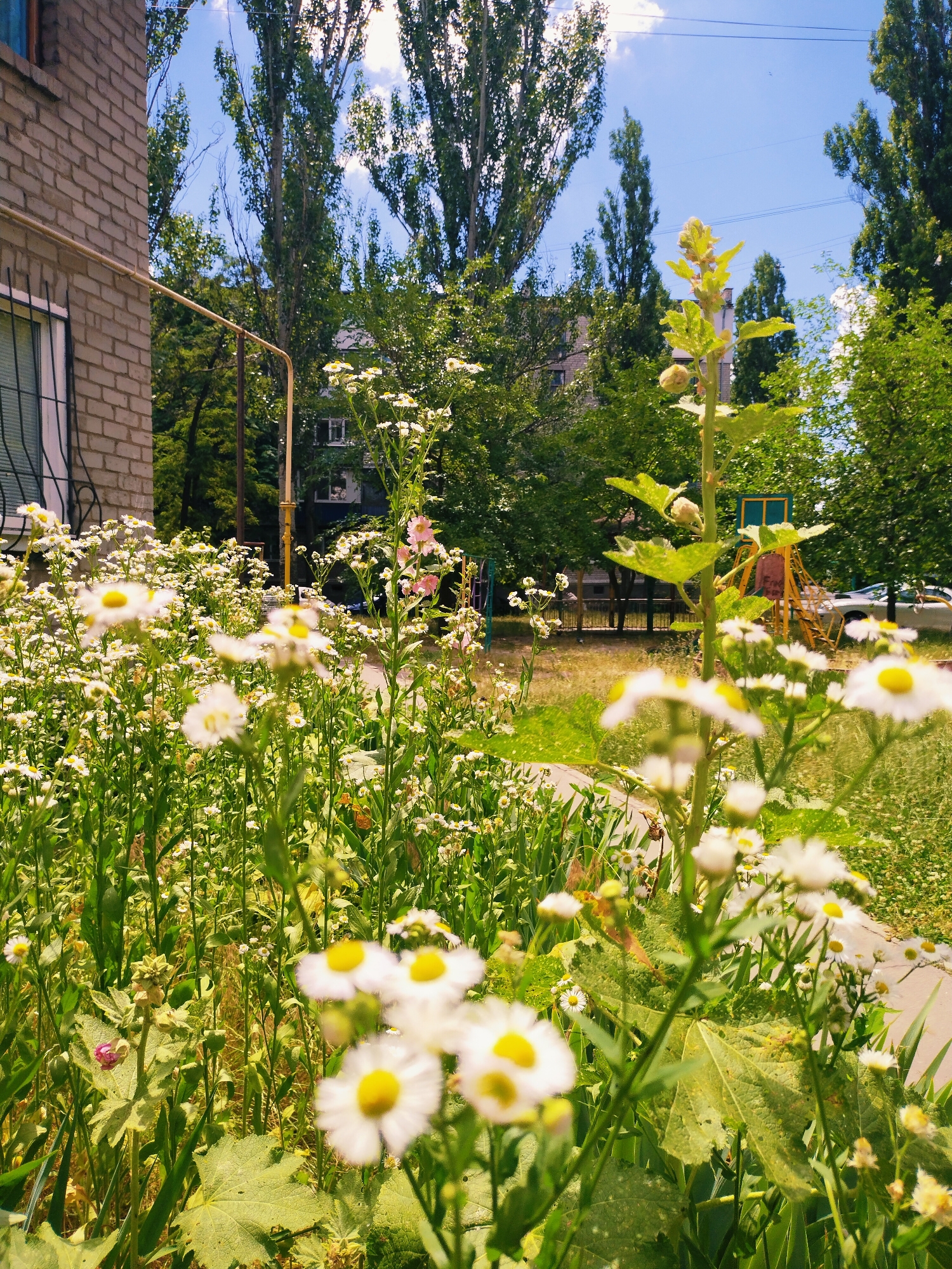 This media file captures a close-up, low-angle view of a patch of wild daisies and other greenery in an outdoor setting. The daisies, with their white petals and yellow centers, are the dominant subjects, with some in sharp focus in the foreground and others blurred in the background. They are interspersed with tall green stalks and leaves. To the left, a portion of a brick building with a barred window is visible. In the background, several tall, slender trees stand against a bright blue sky with scattered clouds. Further in the background, the faint outlines of apartment buildings and a playground with yellow structures can be seen, suggesting an urban or suburban residential area. The sunlight suggests it is daytime, likely mid-morning or afternoon given the brightness and shadows. The scene evokes a feeling of a warm, pleasant day, with nature flourishing amidst a built environment. There is no visible text in the image. The location context indicates this scene is in Horishni Plavni, Ukraine.