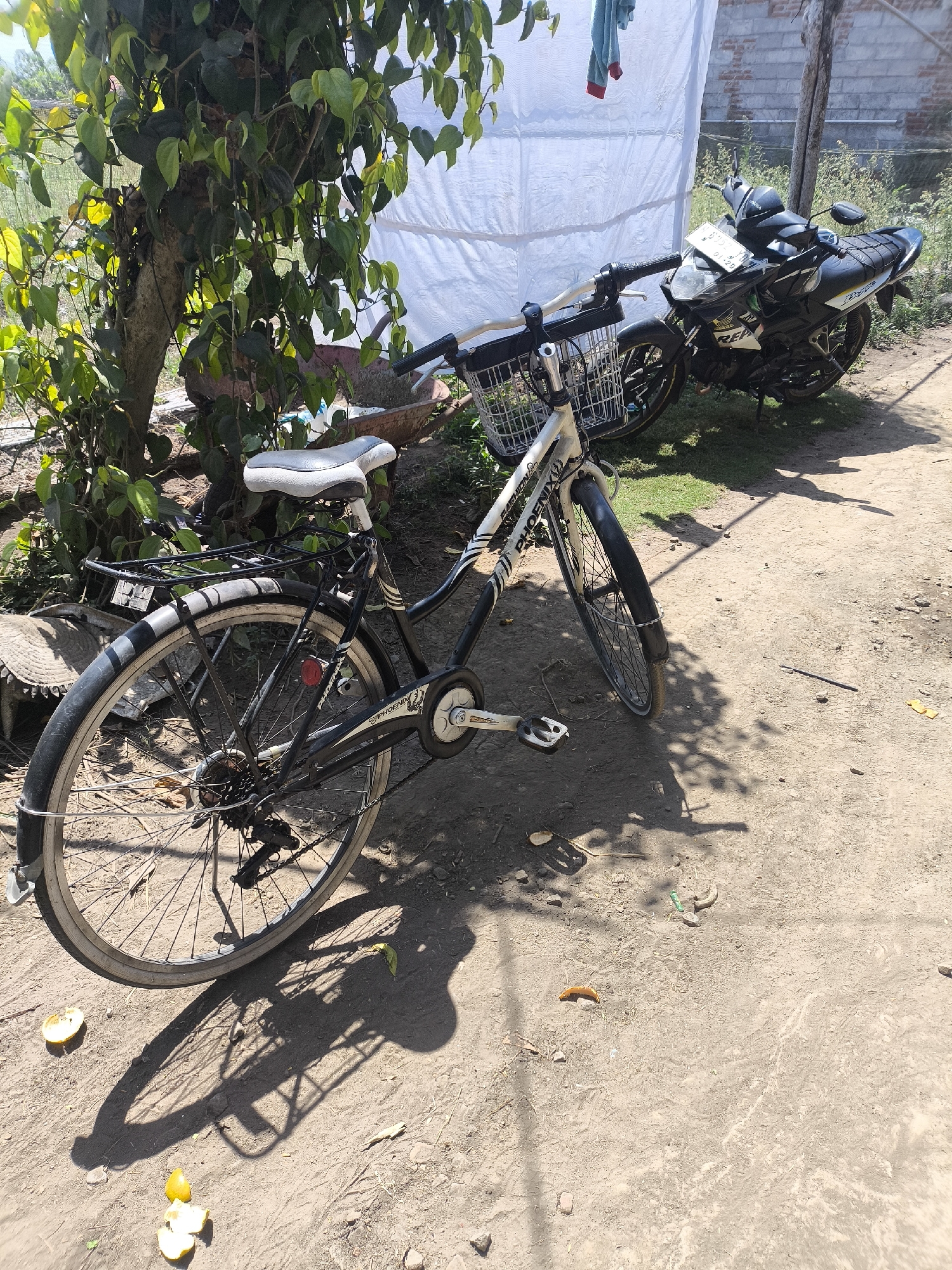 In Kebonsari, Indonesia, a parked bicycle with a white seat and a wire basket on the handlebars stands in a dusty outdoor area. The bicycle is black and white, with "PHOENIX" printed on the frame. Behind it, a black motorcycle is also parked. The ground is made of dirt and scattered with debris, including pieces of what appear to be fruit. Lush green foliage from a large tree with a thick trunk shades parts of the scene. A white tarp is stretched out behind the vehicles, and a brick building is visible in the distance. A piece of blue and red cloth is hanging on a line above the tarp. The lighting suggests it is daytime.