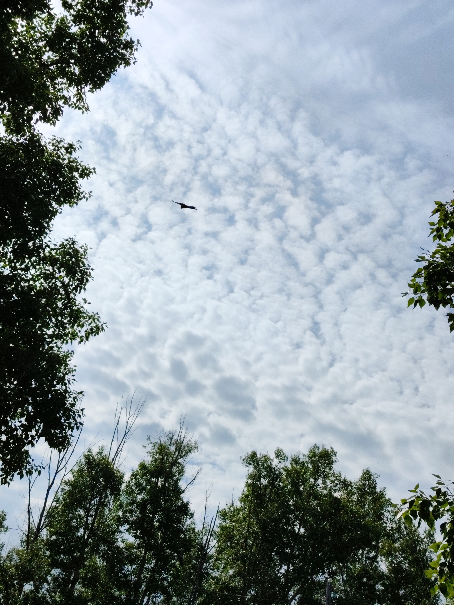 The image captures a view of a cloudy sky from beneath a canopy of green trees. In the upper portion of the frame, a solitary bird is silhouetted against the sky as it soars through the air. The clouds are scattered and appear textured, with varying densities creating a dynamic pattern. The trees, predominantly green with dark foliage, frame the sky from the left and right edges, as well as the bottom of the image. Some bare branches are also visible among the foliage. The lighting suggests it is daytime, but the cloud cover diffuses the sunlight. There are no identifiable people or structures from the city of Райков, Russia visible in this specific frame.