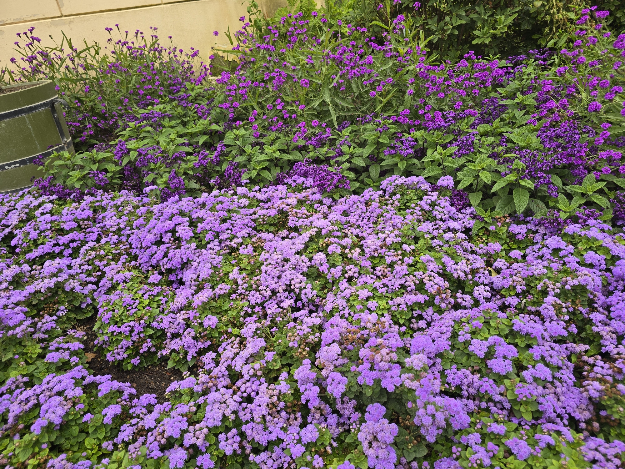 A close-up, low-angle shot captures a vibrant garden bed filled with a profusion of purple flowers. In the foreground, a dense carpet of smaller, fluffy purple blossoms with visible green foliage creates a soft texture. Behind this, taller plants with clusters of delicate purple flowers and broader green leaves form a layered backdrop. The background features a cream-colored wall and hints of darker green foliage from unseen plants. To the left, a large, dark green, cylindrical object, possibly a planter or bin with a banded rim, is partially visible. The lighting is even, suggesting an overcast or shaded day. The scene is situated in a garden in Schwerin, Germany, likely a public space given the scale and variety of planting. No people are present in the image, and no actions or interactions are depicted. The focus is entirely on the botanical arrangement.