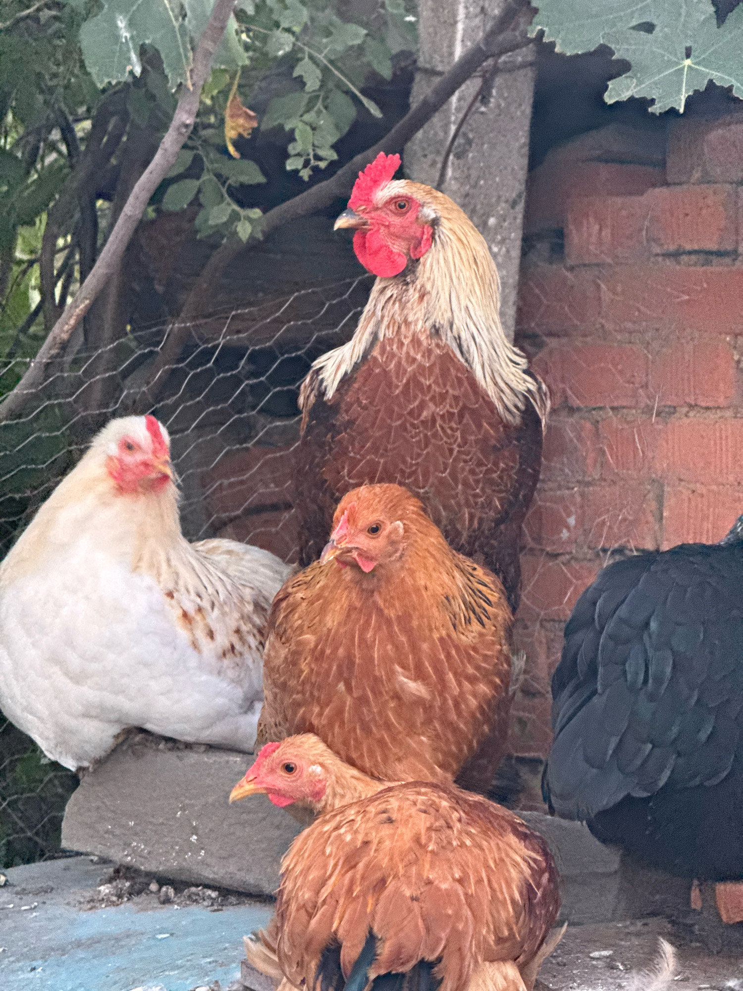 In Ekzarh Antimovo, Bulgaria, a group of chickens is gathered in an outdoor enclosure. A rooster with a prominent red comb and tan and brown plumage stands prominently in the center. To its left, a white hen with red markings on its face is perched on a grey stone. In front of the rooster, a plump, reddish-brown hen is seated. A smaller, reddish-brown chick is positioned in the foreground, looking to the right. To the right of the reddish-brown hen, a black chicken is partially visible. The background consists of a brick wall and lush green foliage, with a wire fence also present.