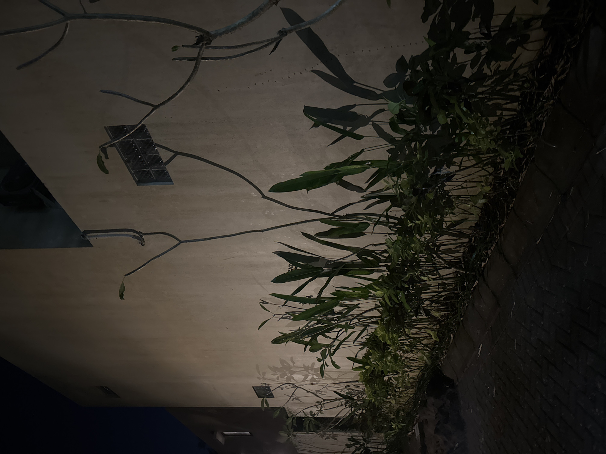 Captured at night, the image depicts a low-angle shot of a building exterior entwined with vegetation, situated in Kuta Selatan, Indonesia. The building's off-white wall serves as the backdrop for the foliage, which includes long-stemmed leaves and thinner, vine-like branches. A vent is visible on the wall. A dark brick wall borders the foliage. The light level is low, with shadows cast by the leaves and branches adding depth to the composition. The scene presents a juxtaposition of the man-made structure and the natural elements growing upon it.