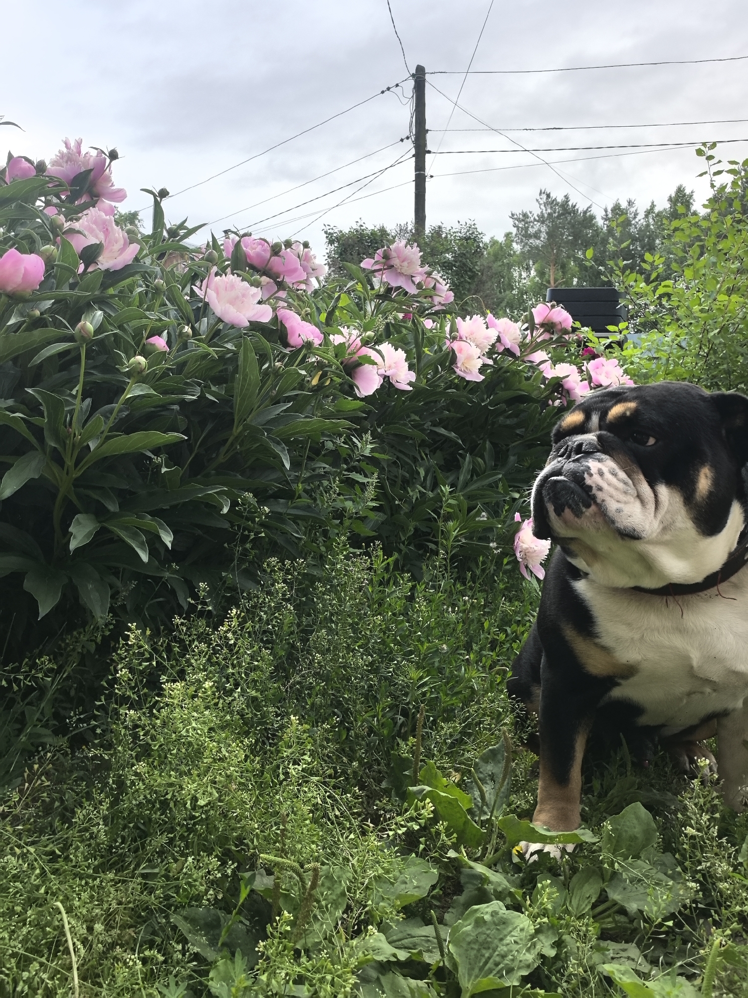 In Noviy, Russia, a tri-color bulldog sits amidst lush greenery and blooming pink peonies under a cloudy sky. The dog, with its characteristic wrinkled face and stocky build, is positioned to the right of the frame, facing slightly away from the viewer. Behind the dog and to the left, a dense bush of peonies showcases numerous delicate pink flowers and dark green leaves. The foreground is filled with various types of green foliage and weeds, indicating an outdoor, possibly garden or park setting. In the background, a utility pole with several wires stretches across the frame, with trees visible further beyond. The overall impression is one of a serene, naturalistic scene featuring a dog and abundant plant life.