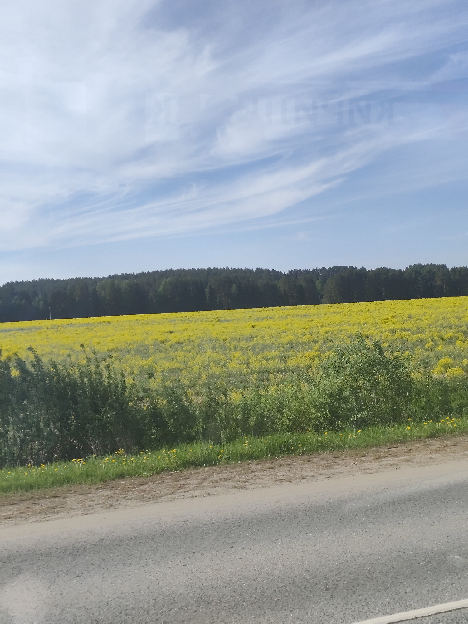 The image depicts a landscape with a field of yellow flowers under a blue sky with wispy clouds. In the background, a line of dark green trees forms a horizon. In the foreground, there is green vegetation and a gravel road. The location is not identifiable as Kirillovka, Russia from the visual information provided. There are no people visible in the image.