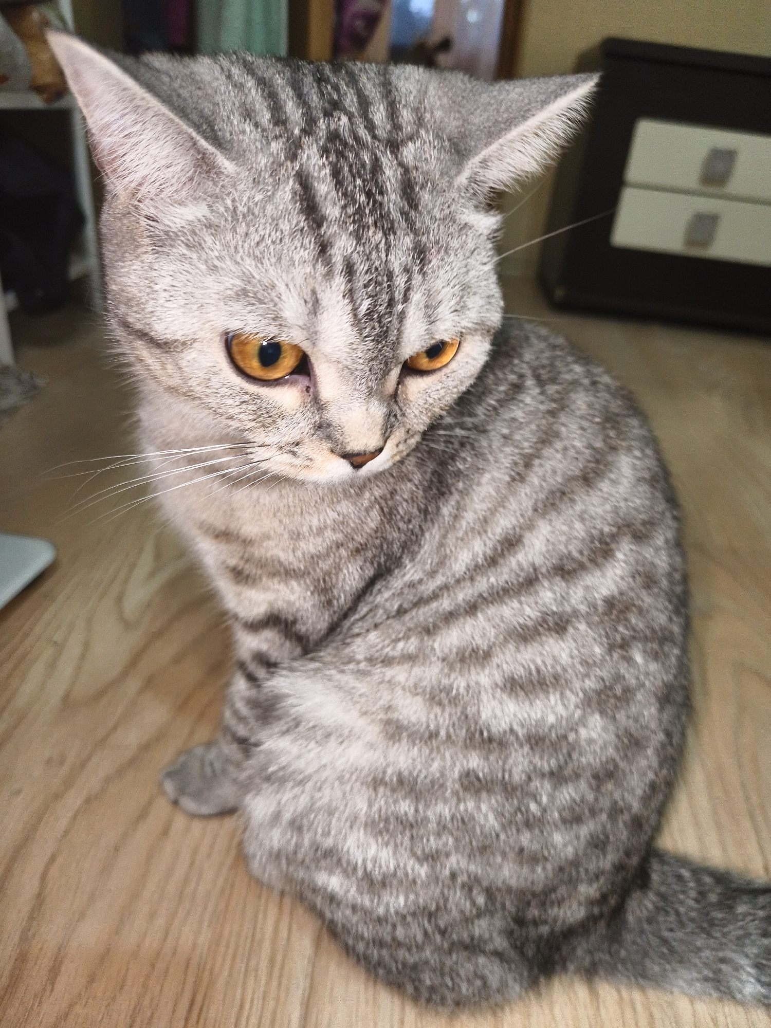 A grey tabby cat with orange eyes is sitting on a wooden floor. The cat is facing to the right, with its head tilted down. The cat's fur is patterned with dark grey stripes. The background is blurred, but appears to be an indoor setting with a dark dresser with white drawers.