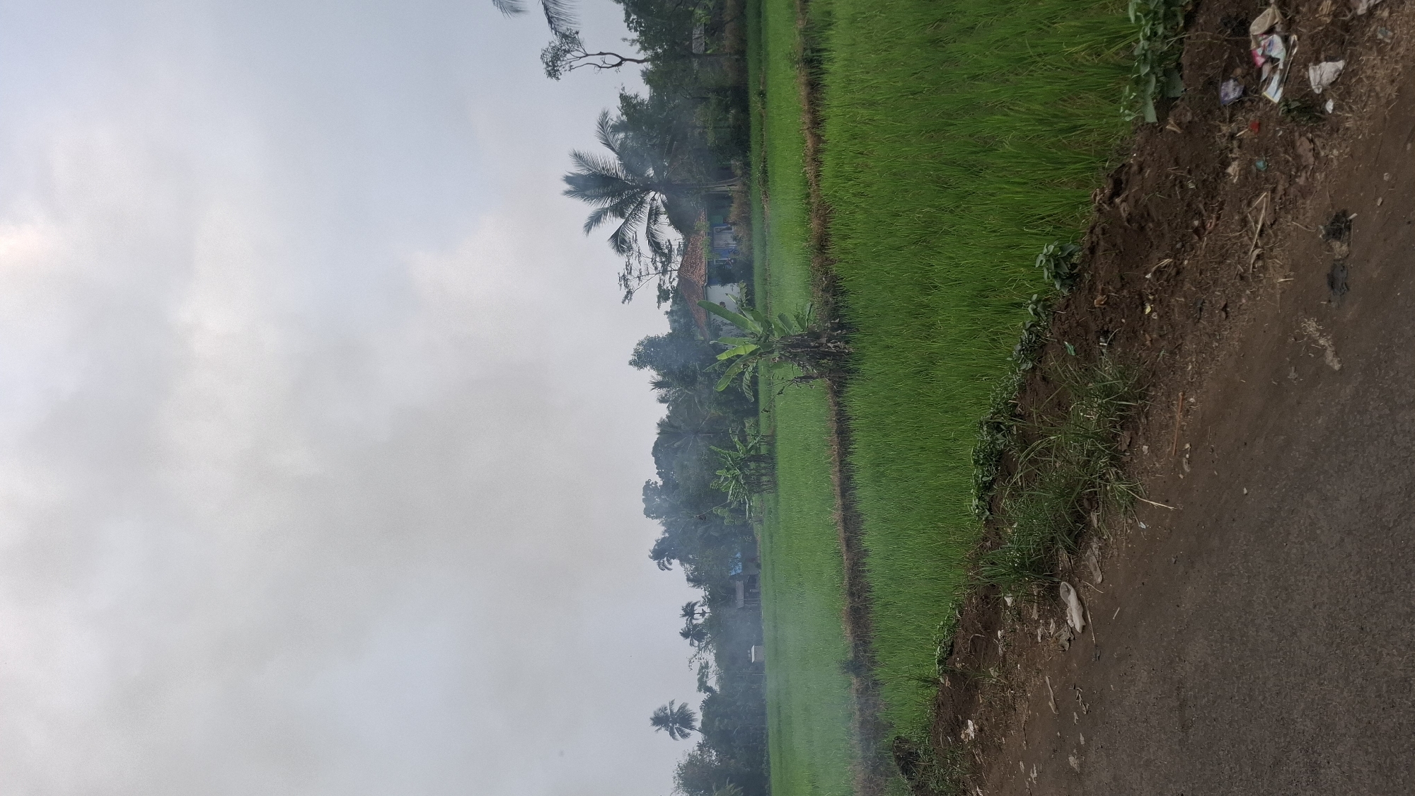 The image depicts a rural landscape in Sukasari, Indonesia, under an overcast sky. In the foreground, a dirt road runs along the left side of the frame, bordering a vibrant green rice paddy. The paddy extends into the mid-ground, where various trees and vegetation are visible. Several houses, one with a red-tiled roof, are nestled amongst the trees. A palm tree stands prominently to the right of center. There is evidence of smoke rising from several points within the landscape, suggesting agricultural burning or other localized smoke sources. The overall scene conveys a tranquil, agrarian setting.