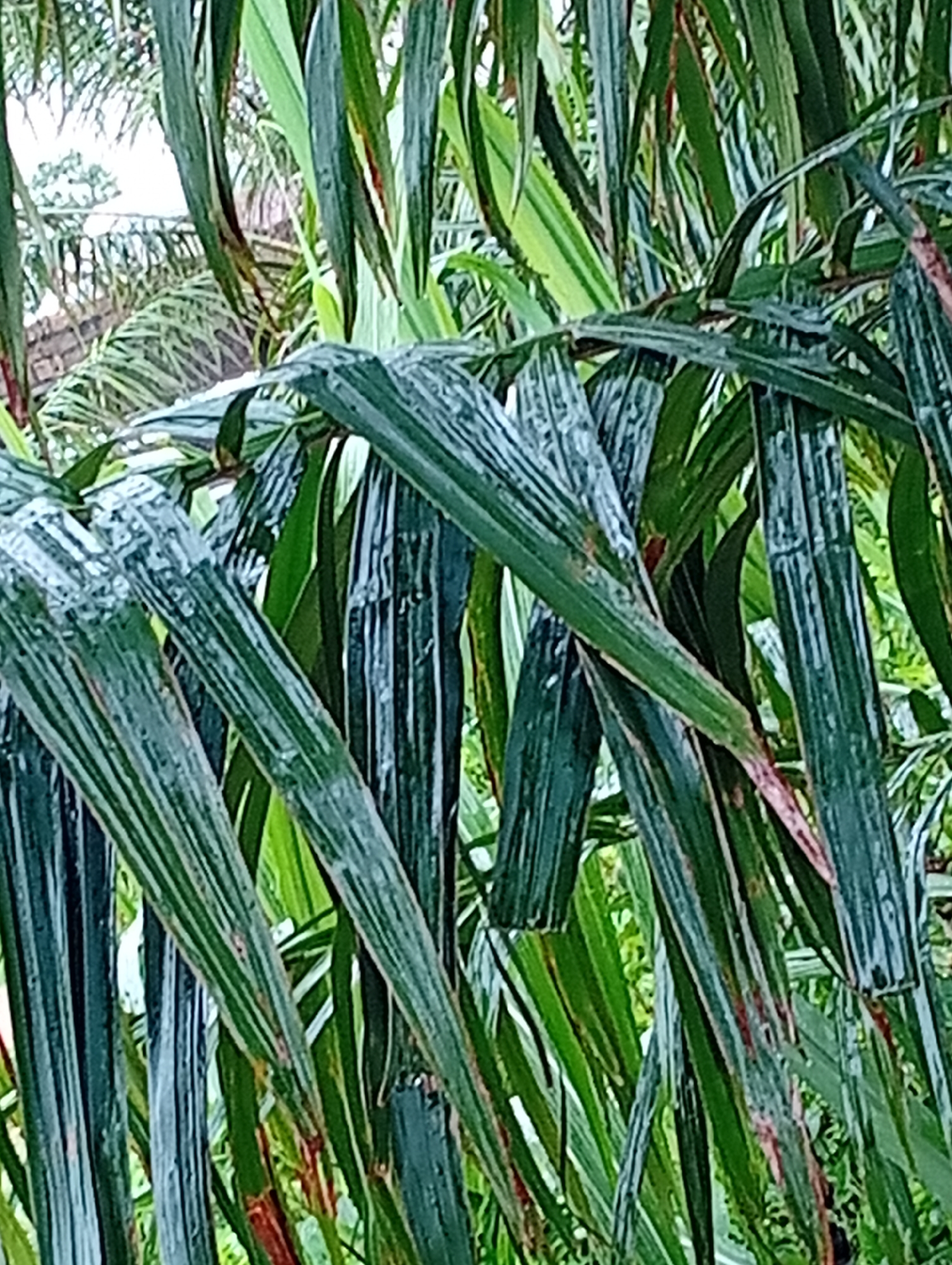 The image displays a close-up view of lush green palm fronds. The fronds are long and slender, with visible veins running along their length. Some fronds appear wet, with water droplets reflecting light. The background is a blur of more green foliage and hints of a structure, possibly a building with a terracotta roof, suggesting an outdoor setting in a tropical or subtropical environment. The overall impression is one of dense vegetation. There are no people or animals visible in the image. The scene is consistent with the natural environment found in Jalingo, Nigeria, known for its tropical climate and vegetation.