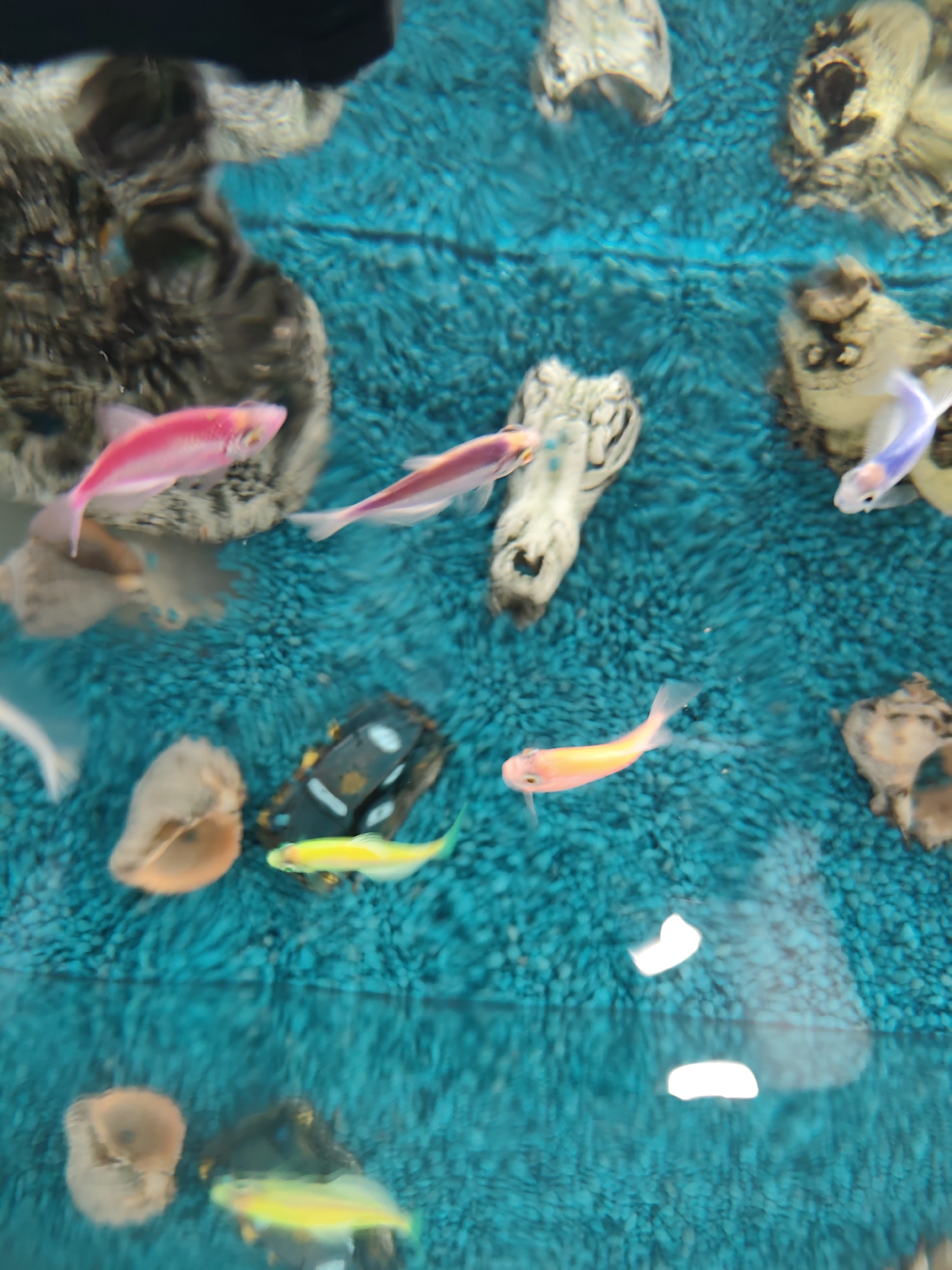 An overhead, slightly blurred photograph depicts an aquarium scene featuring multiple genetically modified fluorescent fish and artificial decor elements. The tank's substrate is composed of irregular, textured teal-blue gravel. Six primary fish are discernible: two prominent pink fish, one in the mid-left swimming right and another slightly above it; one orange fish in the middle-right swimming left; one yellow-green fish in the lower-middle swimming left, and another less distinct yellow-green fish below it; and one translucent fish with purple-blue fin coloration in the upper-right. The fish are in motion, displaying various orientations within the water. Decorative objects include several light brown, irregularly shaped structures resembling rocks or driftwood scattered throughout the tank, two light brown conch shells in the lower-left quadrant, and a dark-colored artificial structure with white markings, resembling a submerged car or rock formation, in the lower-middle-right. The water's surface exhibits bright, artificial light reflections, notably in the lower-right. The specific location in the city of Pazardzhik, Bulgaria, cannot be determined from the visual information present in this image.