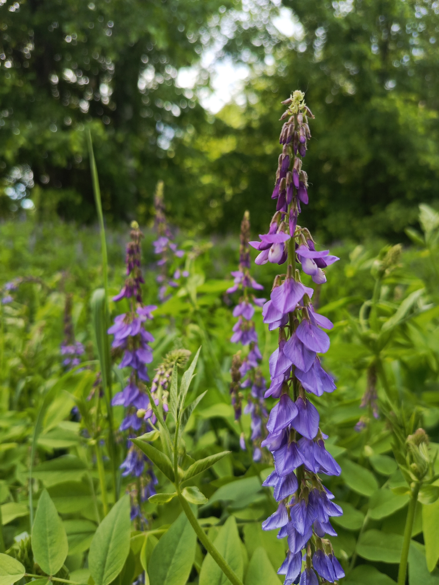 The image captures a close-up view of vibrant purple flowers in a natural outdoor setting. The primary subject is a tall, slender plant, likely a type of vetch (such as Tufted Vetch), with numerous small, bell-shaped, purple flowers clustered along its stem. This plant is in sharp focus and dominates the right side of the frame, extending from the bottom to the top.
Several other similar purple flowering plants are visible in the background, out of focus, creating a sense of depth and abundance. The foreground and midground are filled with lush, bright green foliage, consisting of leaves from the flowering plants and possibly other grasses or weeds.
The distant background is heavily blurred, showcasing green trees and foliage, with distinct circular bokeh effects from diffused light, suggesting a sunny or bright overcast day. These blurred elements indicate a larger natural environment, such as a meadow, field, or forest edge.
No specific activity or event is taking place; the image is a static portrayal of flora. The lighting is soft and natural, suggesting daytime. There is no visible text. The overall impression is one of natural beauty, tranquility, and the delicate vibrancy of wildflowers in bloom.
