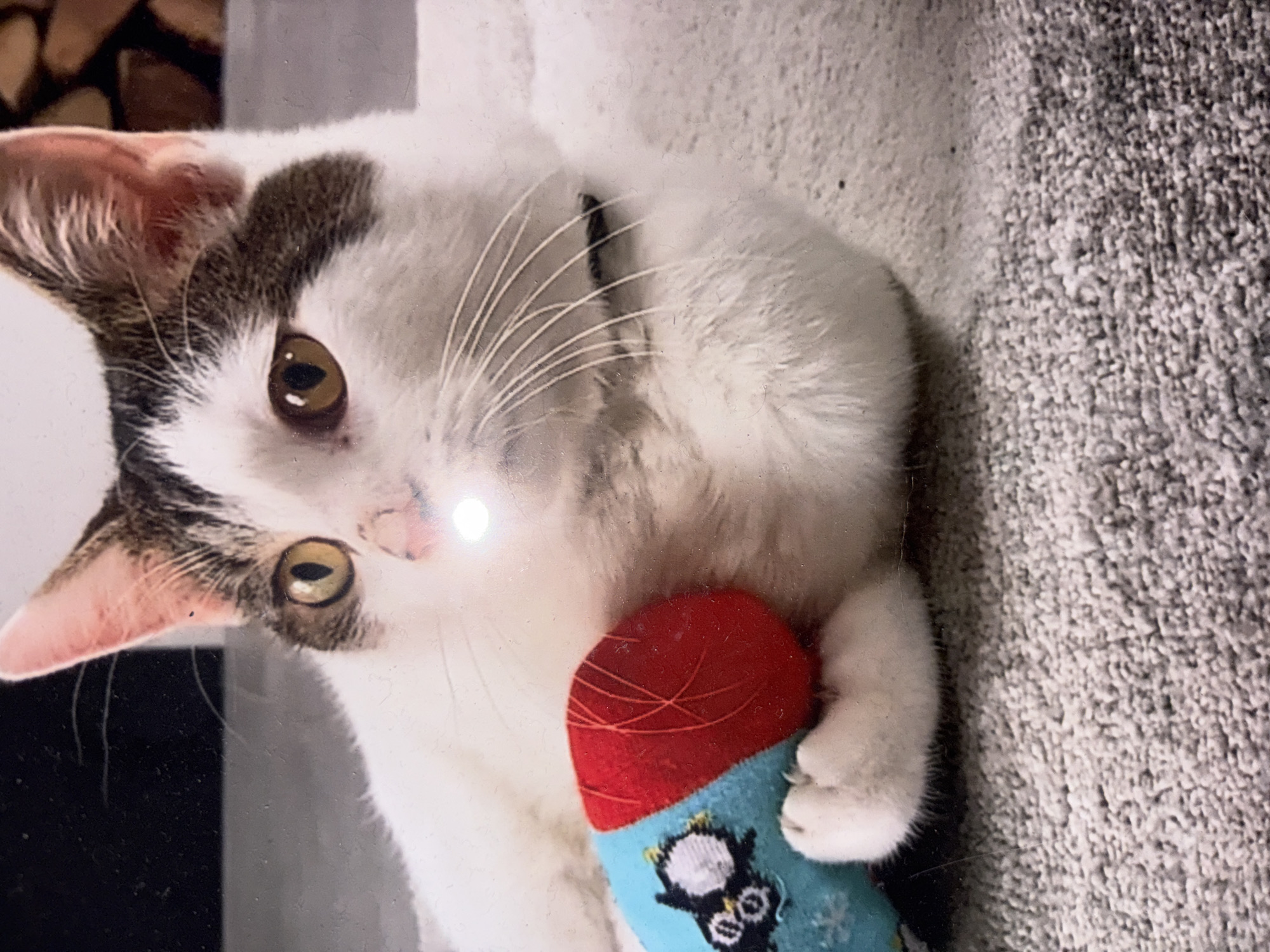 A domestic cat is depicted lying down indoors in Estaimpuis, Belgium, appearing relaxed or playful. The cat has predominantly white fur with distinct brown and grey tabby markings on its head and ears. Its eyes are a warm brownish-yellow, with one eye showing a bright flash reflection. Prominent white whiskers fan out from its snout.
The cat is holding a soft toy with its white paws. The toy has a red upper section and a light blue lower section, which features a black and white penguin design and small white snowflake patterns.
In the upper left background, stacked wood is visible, suggesting a fireplace or wood storage area. The cat is resting on a light grey, textured surface, likely a carpet or blanket, which fills the right side of the frame. The image appears to be a photograph or scan of a physical print, showing minor imperfections such as dust particles and subtle reflections. There is no visible text within the image.