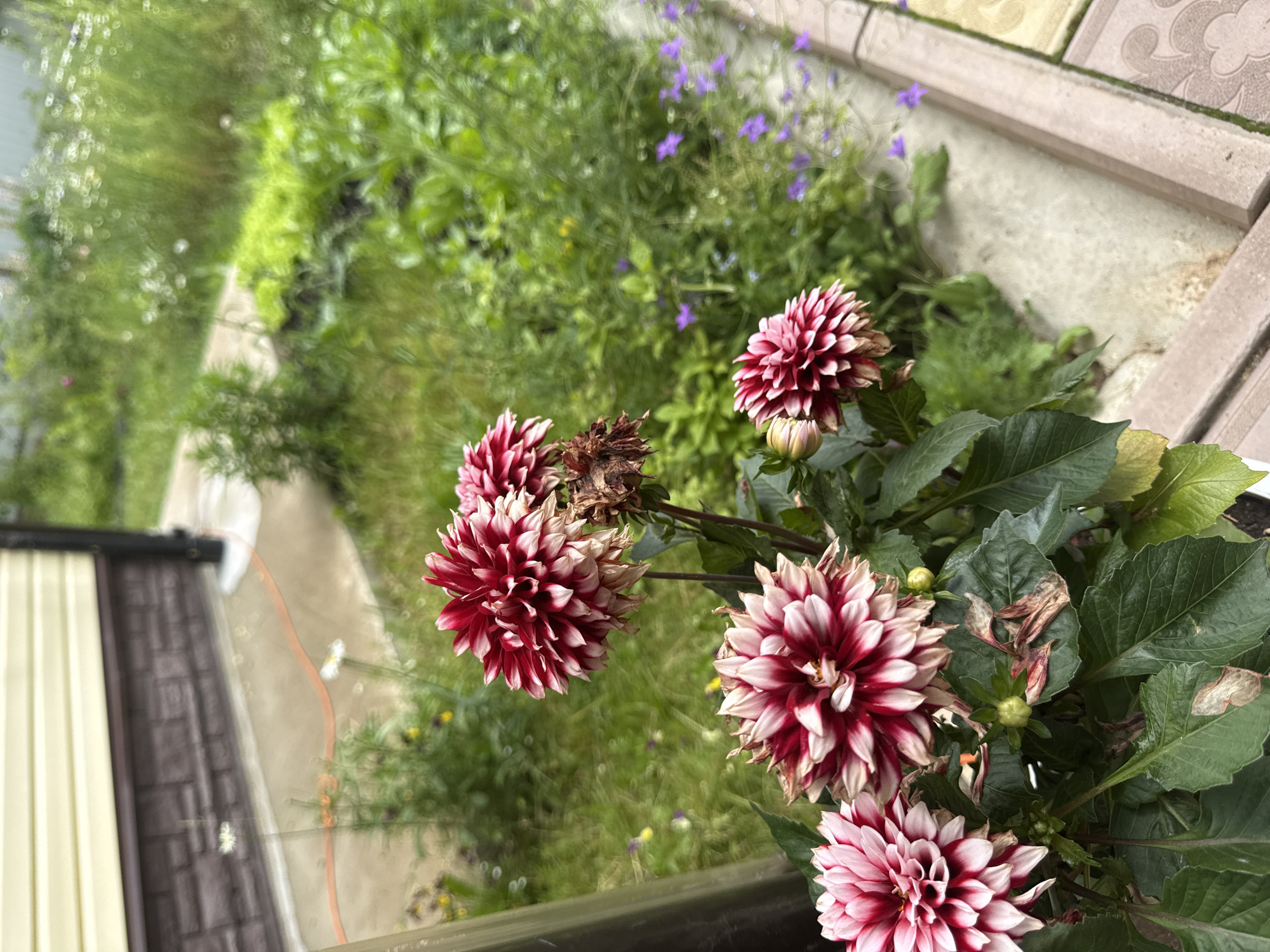 The image shows a close-up of several dark pink and white dahlia flowers in bloom. The flowers are in the foreground, with lush green foliage. In the background, there is a building with light-colored siding and a dark brown foundation. A concrete walkway and a garden with various green plants and small purple flowers are also visible. The scene appears to be an outdoor setting in a residential area, possibly Bun'kovo, Russia, given the architectural style and landscaping.