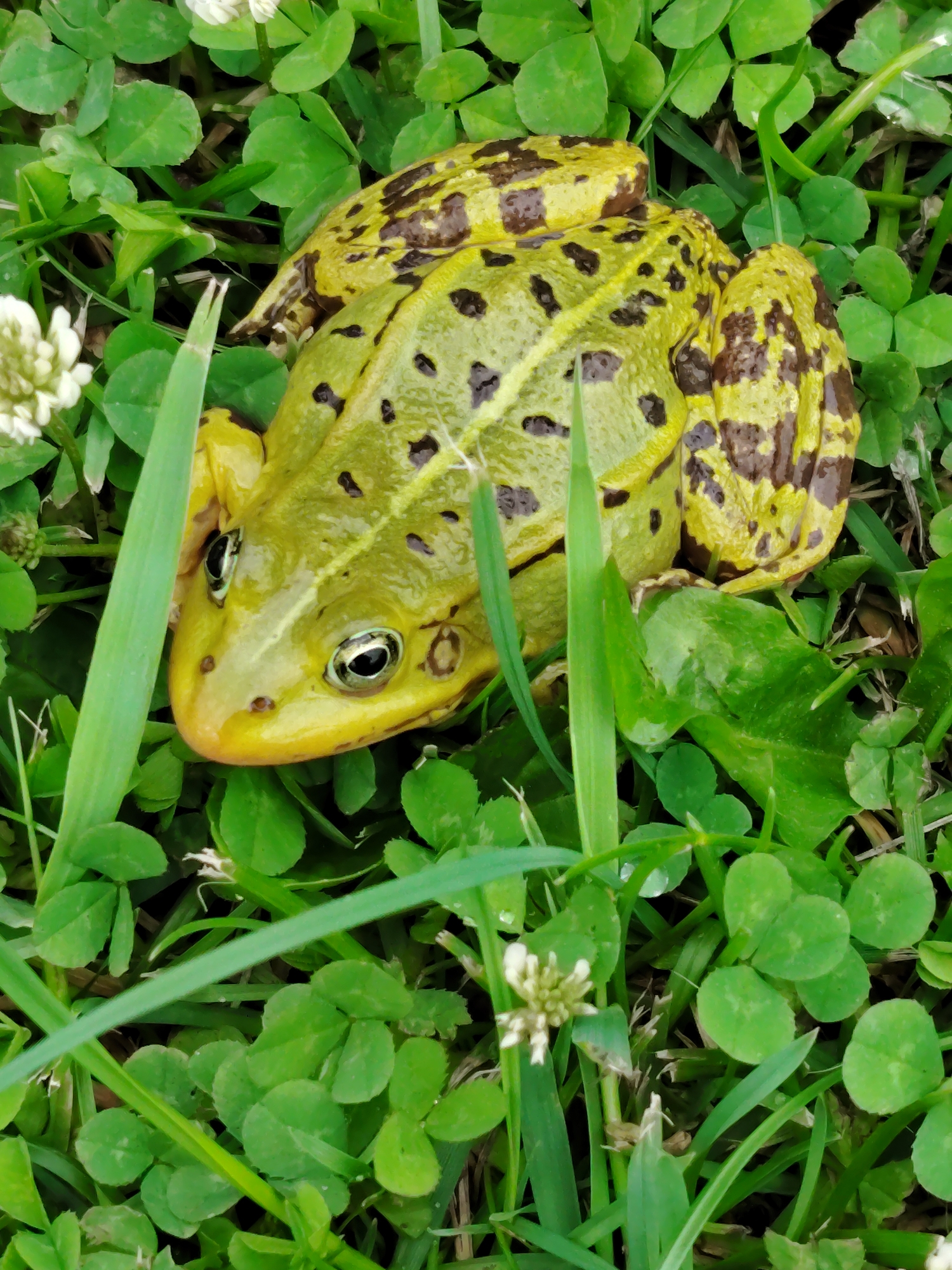 A frog is positioned in the center of the frame, nestled amongst green clover and grass. The frog is a vibrant green with dark brown blotches covering its back and legs. Its eyes are dark and appear to be looking forward. The frog is mostly still, suggesting it is resting or camouflaged within its surroundings. The clover leaves are a healthy green, and a few small white flowers are scattered throughout the grass. The lighting suggests it is daytime, and the overall setting appears to be a natural outdoor environment, possibly a meadow or field in Soivolovskaya, Russia. No people, text, or specific events are visible.