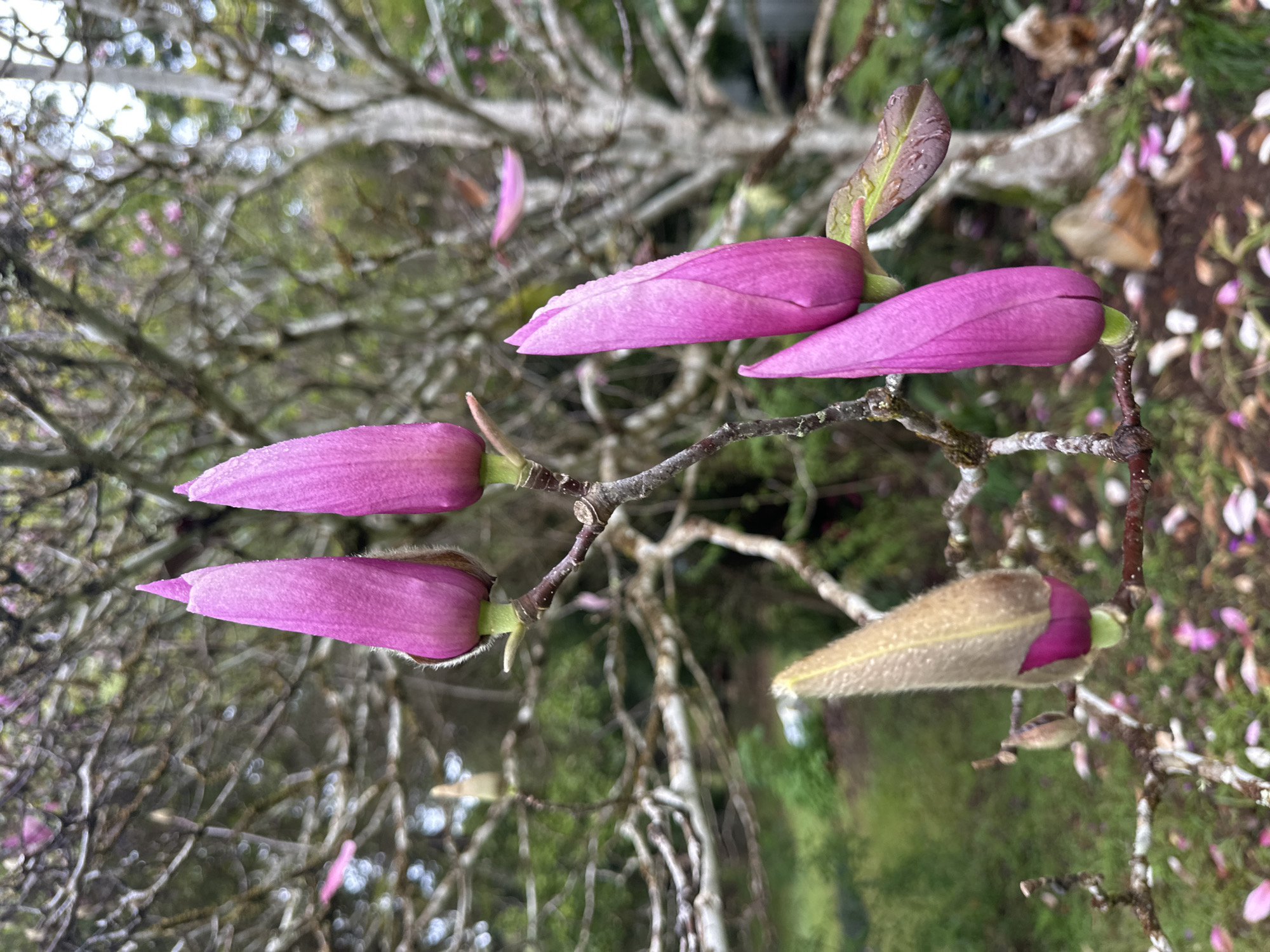 In Thora, Australia, a close-up, eye-level shot captures a cluster of magnolia buds on a branch, with their delicate pink petals unfurling. One bud, positioned lower and to the left, displays a distinct yellowish-brown fuzzy exterior that tapers to a pink base. Above it, two larger, vibrant pink buds are tightly closed, their velvety surfaces catching the light. To the right, two more pink buds are visible, one significantly larger and more open than the other. Scattered fallen pink petals litter the ground below, suggesting the bloom season is in full swing. The background is a soft blur of green foliage and tree branches, indicating an outdoor natural setting.