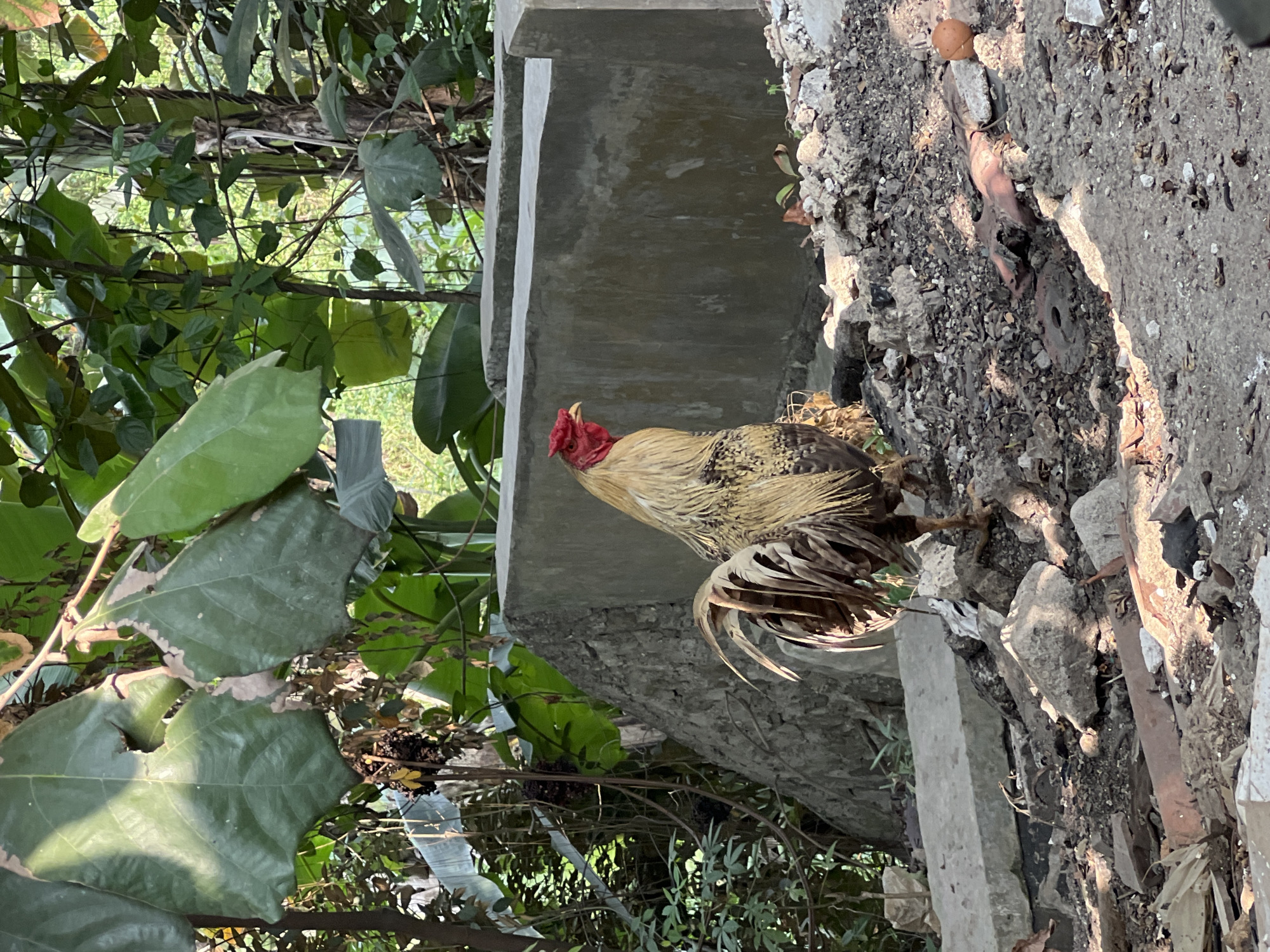A rooster stands in a rubble-strewn area in front of a concrete structure, likely in Klapanunggal, Indonesia. The rooster, with brown and gold plumage and a red comb, faces left. Behind it, a rough, gray concrete wall forms a background. The foreground is littered with various debris, including broken concrete pieces, rocks, and dried leaves. Lush green foliage and large leaves frame the scene from the upper left and behind the concrete structure, suggesting an outdoor, perhaps semi-urban or rural, environment. Sunlight casts shadows on the ground, indicating it is daytime.