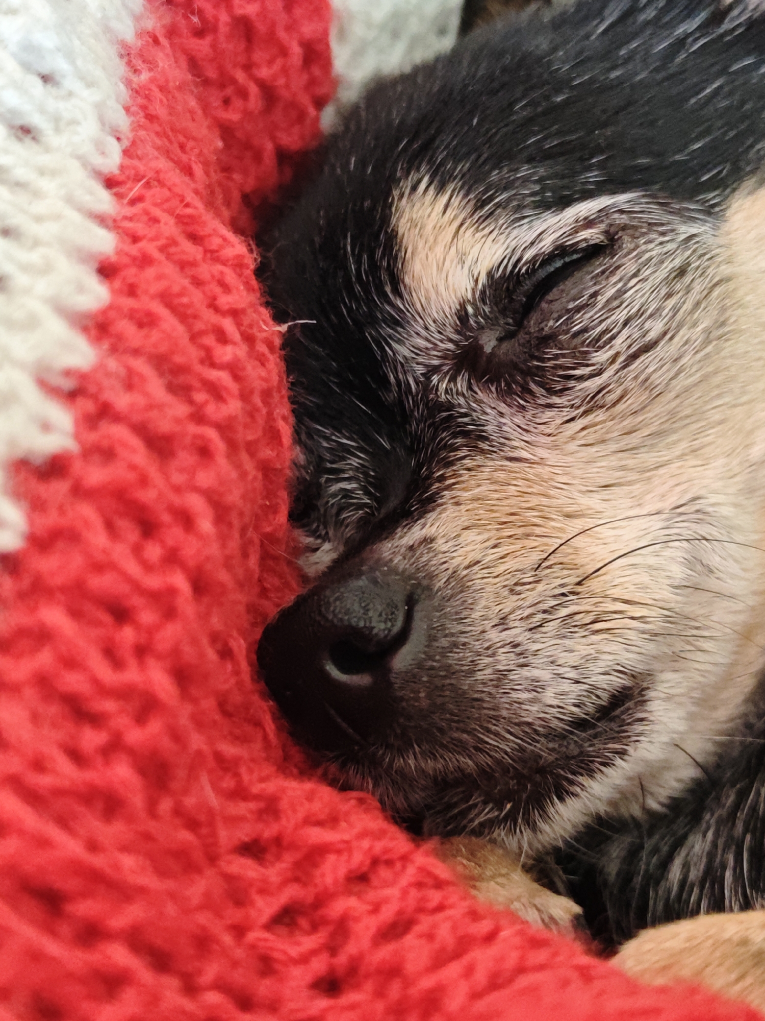 The image is a close-up shot of a small dog sleeping on a red and white knitted blanket. The dog has black, tan, and white fur. Its eyes are closed, and its snout is resting on the blanket. The blanket appears to be soft and has a textured pattern. The lighting is soft, suggesting an indoor setting. There is no information in the image that indicates its location in Shcherbinka, Russia.