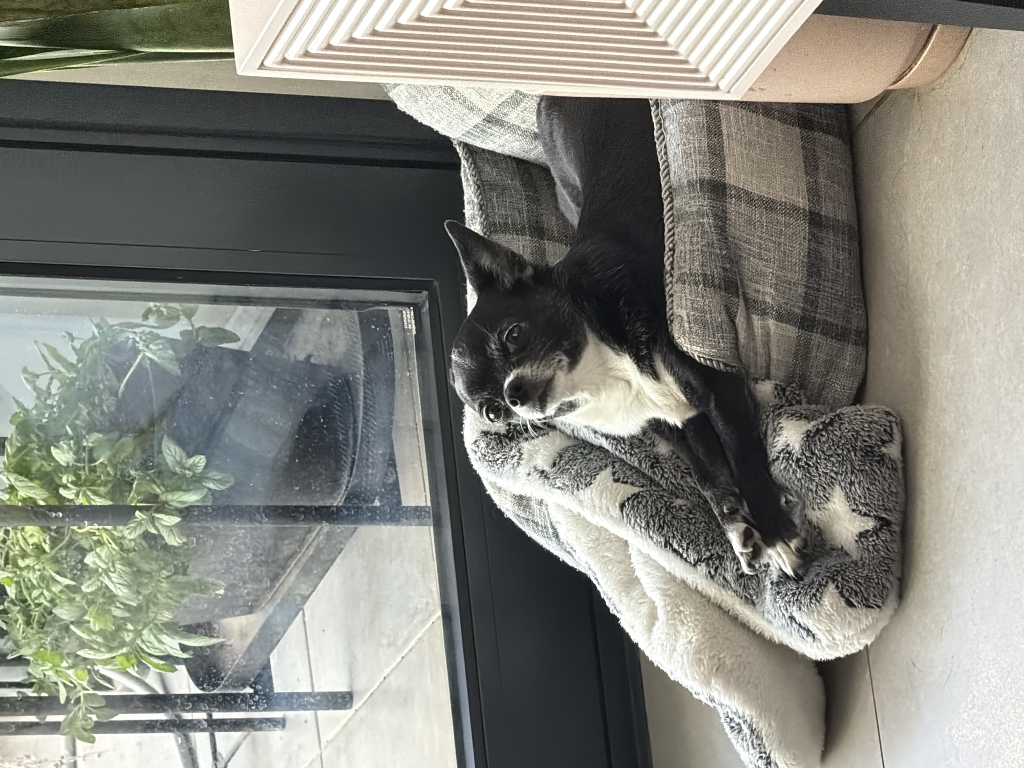 A small, black and white chihuahua is resting in a dog bed positioned next to a window. The bed has a grey plaid inner lining and is covered with a fluffy white and grey blanket featuring a star pattern. The dog is lying with its head near the window and one paw draped over the edge of the blanket. The window offers a view of a potted plant. Above the dog, there is a white, square ventilation grille mounted on the ceiling. The environment appears to be indoors, with a bright, natural light source.
