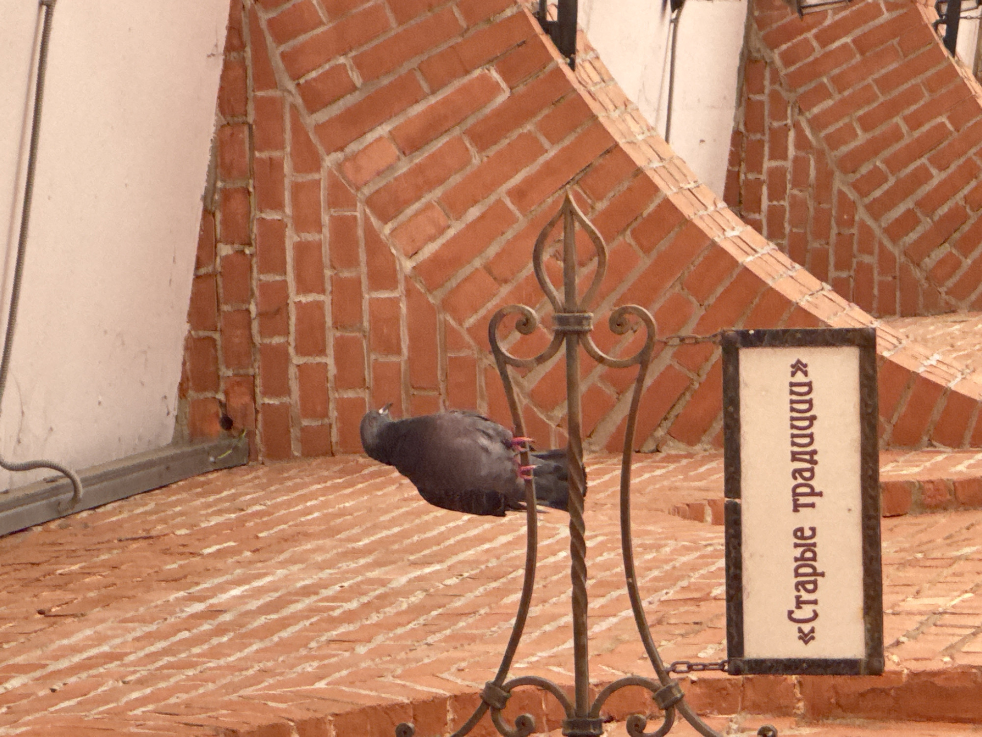 A pigeon is perched on a decorative wrought-iron sign holder attached to a brick archway. The sign holder is ornamented with scrolls and appears to be made of dark metal. A rectangular sign hangs from the holder, displaying text in Russian that reads "«Старые традиции»" which translates to "Old Traditions." The sign has a light-colored background with dark text and a dark border. The pigeon is facing to the right, with its body angled slightly away from the viewer. Its feathers are a mix of grey and black. The background consists of a red brick wall and a white ceiling or overhead structure. The brickwork is laid in a diagonal pattern on the archway. The scene is located in Tula, Russia.