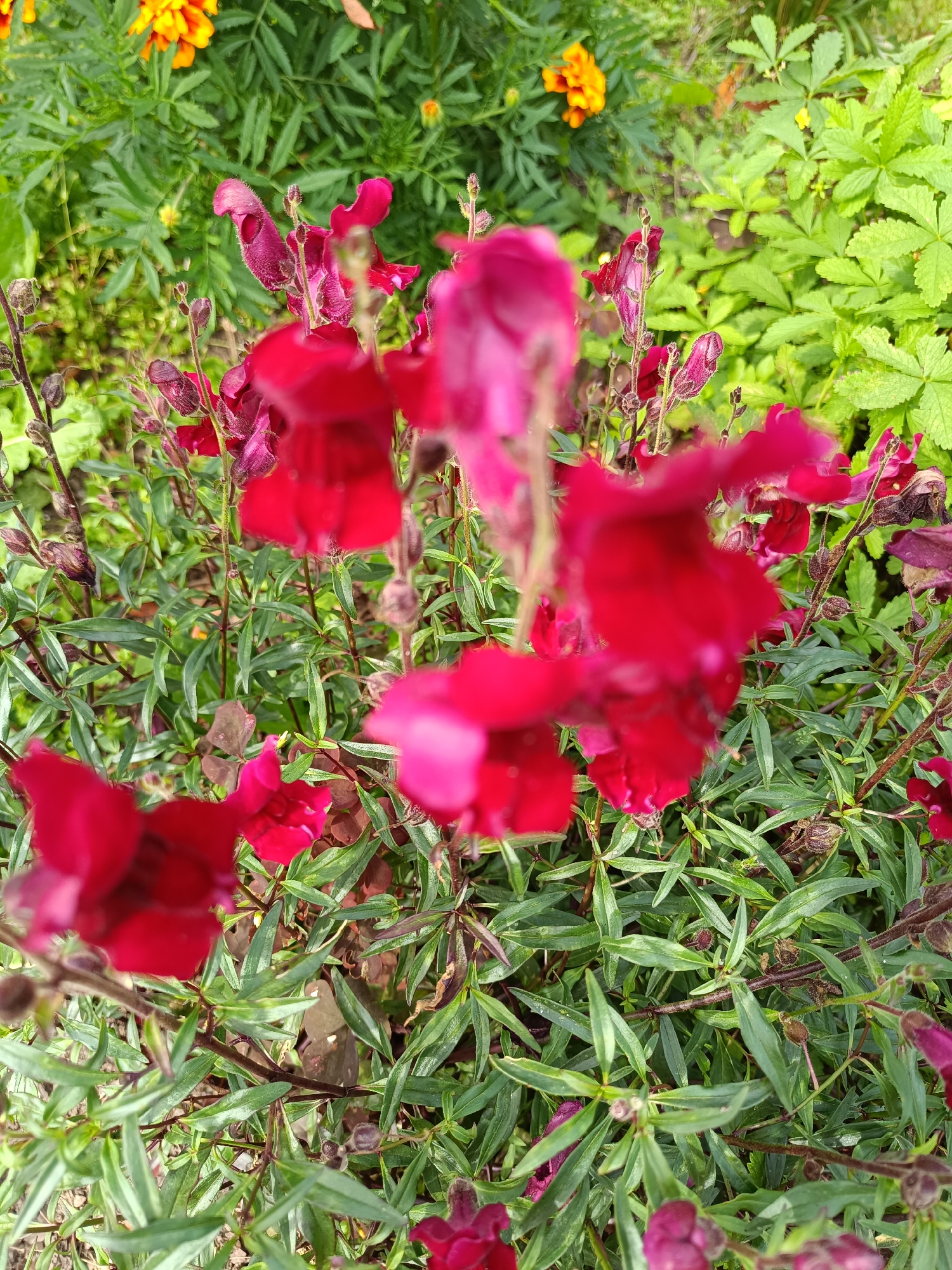 A close-up, eye-level, outdoor shot captures a cluster of vibrant red snapdragon flowers in full bloom, with some buds still closed. The flowers are the primary focus, with their petals appearing velvety and intricately shaped. The green foliage of the snapdragons forms a lush backdrop, with some leaves showing signs of dew or water droplets. In the upper left corner, out of focus, are bright yellow marigold flowers. The setting appears to be a garden, possibly in Tebras, Latvia, as indicated by the presence of these common garden plants. The lighting suggests it is daytime, and the overall scene is natural and serene, without any human presence or discernible activity.