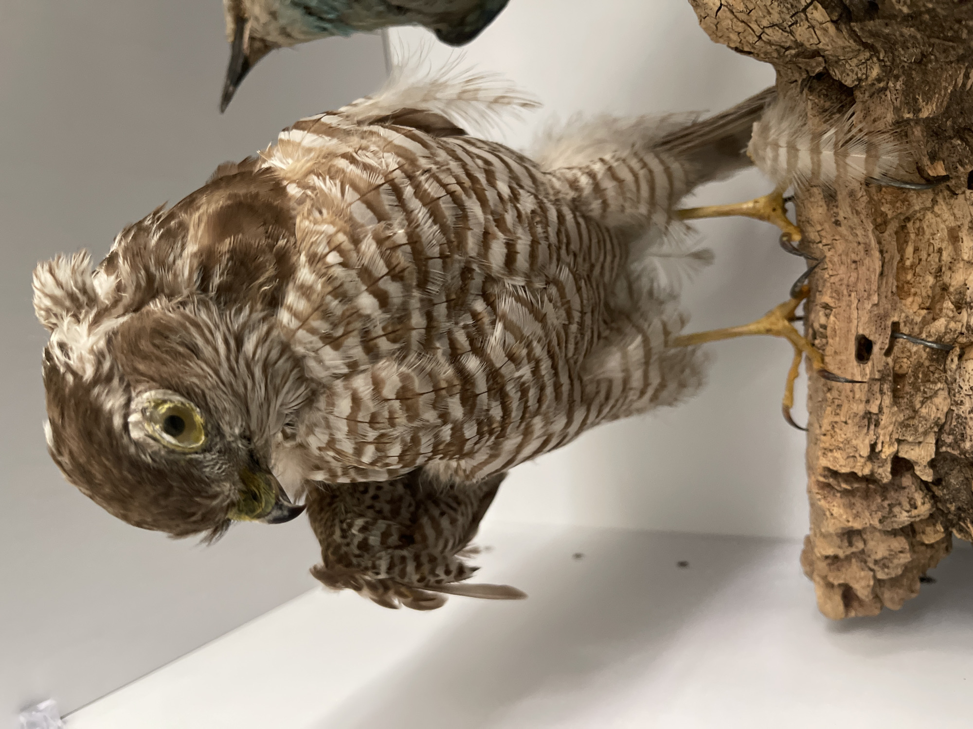 The image shows a taxidermied bird, likely a hawk or kestrel, perched on a piece of cork bark. The bird is predominantly brown and white with striped plumage. It is positioned in the center of the frame, facing slightly to the left with its head tilted downwards. The background consists of a white wall and a muted grey area. To the right, a portion of another taxidermied bird, a roller, with turquoise and brown plumage is visible. The scene appears to be an indoor display, possibly in a museum or educational institution. There is no discernible connection to Tel-Aviv, Israel, as there are no landmarks or contextual elements to suggest this location.