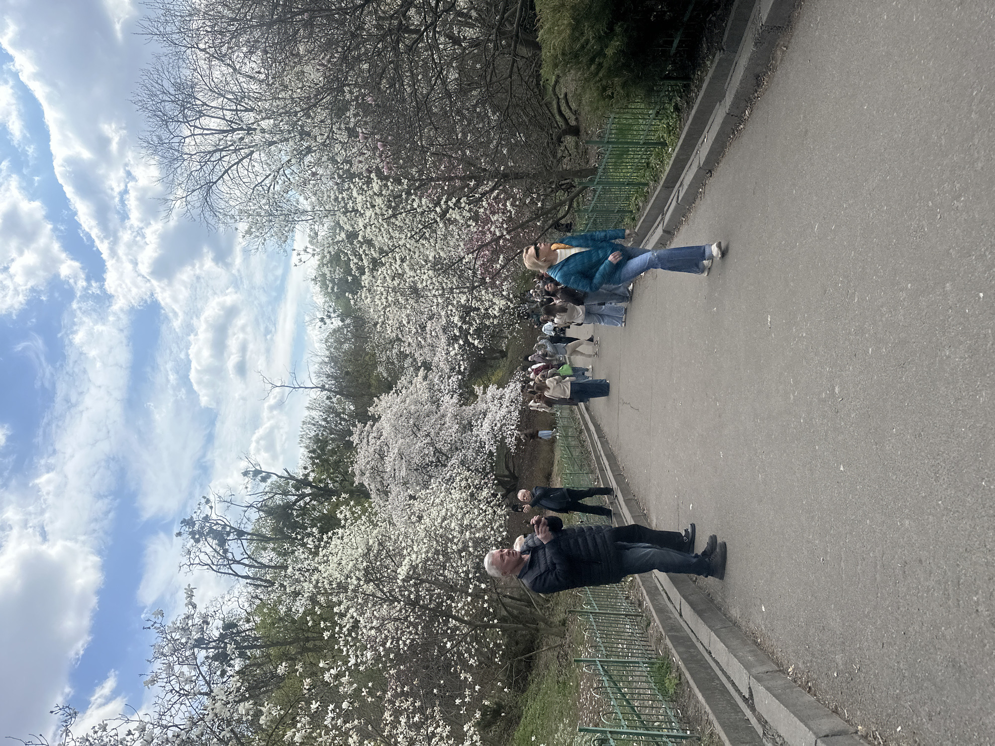 The image, correctly oriented, depicts a lively spring scene in a park or botanical garden on a bright, partly cloudy day. A paved asphalt pathway, bordered by a low green metal fence and a concrete curb, runs from the lower left to the upper right of the frame.
Several people are present along the path. In the foreground, a man with light grey hair, wearing a dark jacket and jeans, stands on the left side of the path, looking towards the right, possibly taking a photograph or observing the scenery. Further along the path, to the right, a woman with blonde hair, dressed in a bright blue jacket and jeans, walks away from the camera. Behind her, a casual procession of other individuals and small groups strolls leisurely, enjoying the outdoor setting.
The most striking feature of the scene is the abundance of flowering trees that line both sides of the path. Many trees are covered in white and delicate pink blossoms, characteristic of magnolias, which stand out against the backdrop of leafless deciduous trees and evergreen foliage. The vibrant blooms suggest it is spring, a time when such trees are in full display.
The sky above is a clear blue, adorned with scattered, fluffy white clouds, indicating pleasant weather conditions. Sunlight illuminates the path and the blossoms, creating a cheerful and serene atmosphere. The scene captures people enjoying a leisurely walk amidst the blooming nature of a park, likely in Kyiv, Ukraine, given the context. There is no visible text in the image.