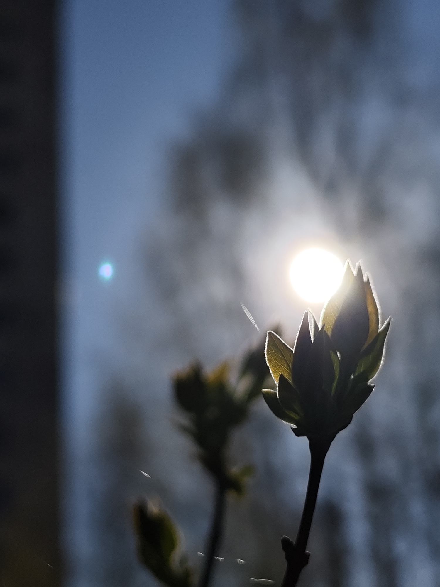 A close-up shot of emerging green buds on a plant, likely a bush or small tree, silhouetted against a bright sun. The sun is positioned slightly behind the central bud, creating a halo effect. Other buds are visible in the blurred background. The background is a mix of blue sky and what appears to be dark foliage or a building, with a small, out-of-focus blue light flare on the left. The location is not specified in the image, so I cannot include it.