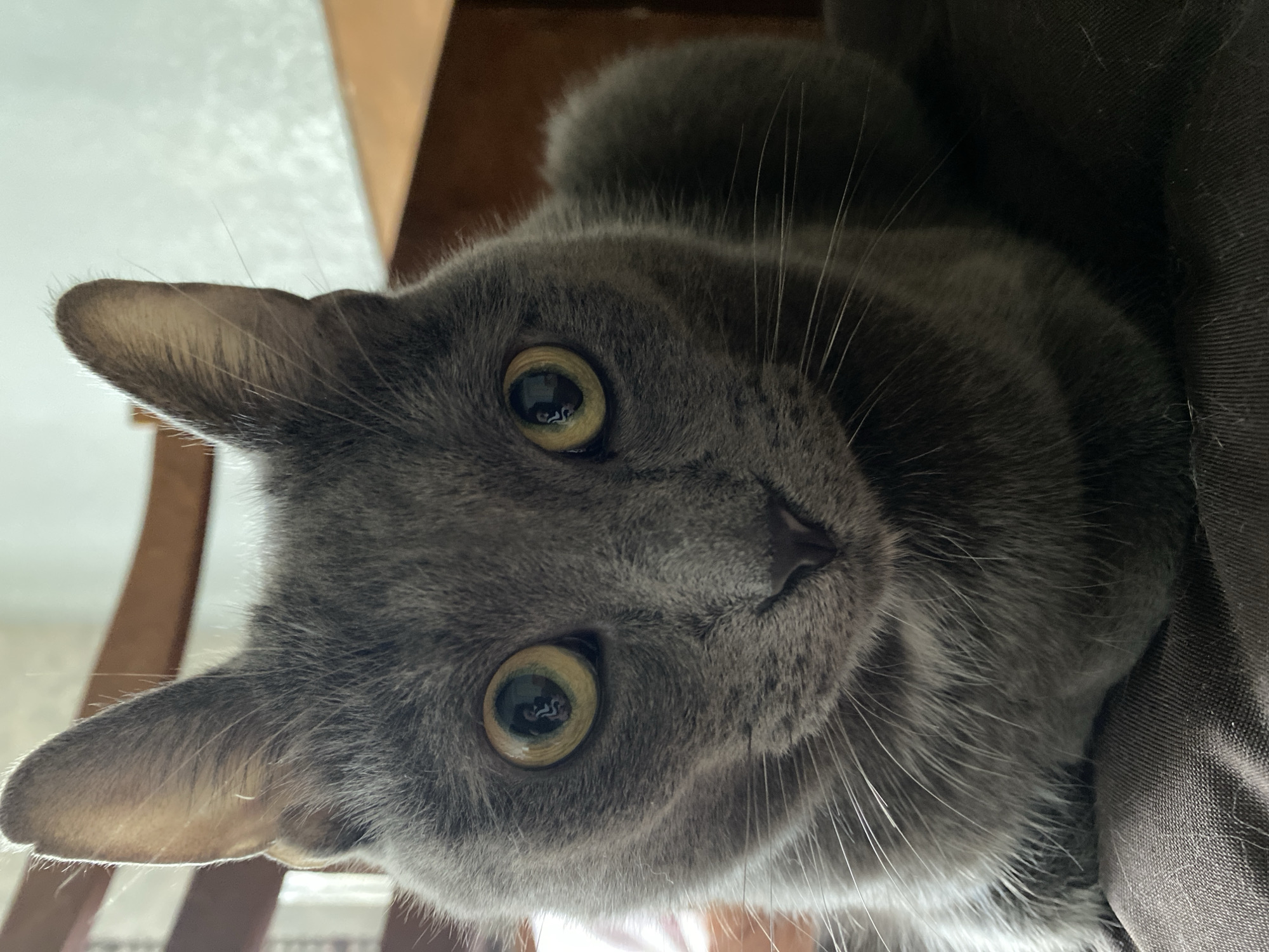 A close-up, eye-level shot captures a grey cat with large, yellow eyes looking directly at the camera. The cat's fur is short and appears soft. Its ears are pointed and erect, with the inner parts slightly lighter in color. Long, white whiskers extend from its muzzle. The cat is resting, with its body partially visible and its paws tucked underneath. It appears to be sitting on a dark, textured fabric surface, possibly a chair or cushion. In the background, out of focus, are wooden elements, likely furniture, and a light-colored wall. The lighting suggests an indoor environment, possibly during the day, with some light coming from the side. The overall impression is one of calm observation.