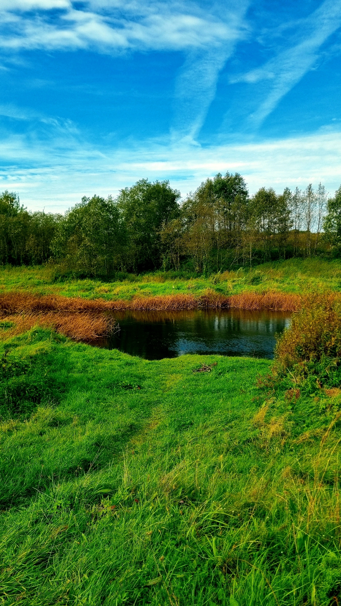 The image depicts a natural landscape likely situated in or near the city of Vysokoe, Russia. The foreground is dominated by lush, green grass, with some areas showing hints of dry, brown foliage. A dark, calm body of water, possibly a river or pond, occupies the middle ground, reflecting the surrounding environment. Along the edge of the water, there is a band of dry, golden-brown reeds. Behind the water, a dense line of trees forms a natural border, with varying shades of green and some bare branches visible. The sky above is a vibrant blue, with scattered wispy white clouds creating a dynamic pattern. The overall impression is one of a tranquil, rural or natural setting, with distinct elements of flora and a clear sky. There are no people or visible animals in the frame. The scene is static and appears to be a still photograph of a natural environment.