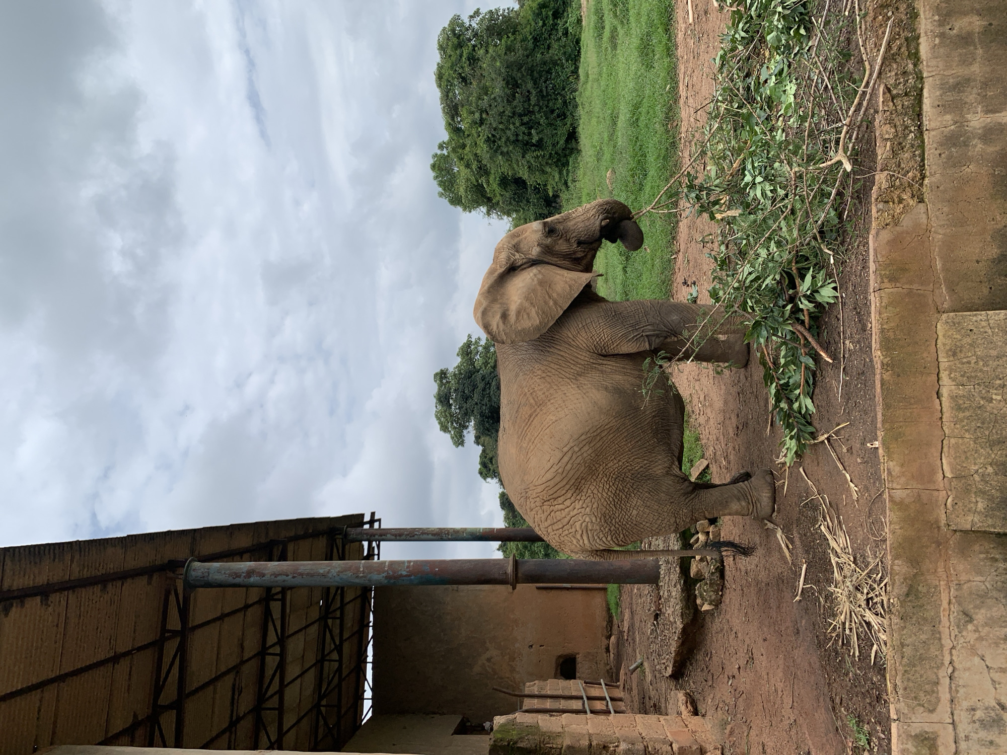 An African elephant is eating branches in an outdoor enclosure, likely at the Jos Wildlife Park in Jos, Nigeria. The elephant is facing to the right and is using its trunk to pull branches from a pile on the ground. The enclosure has a dirt floor and is surrounded by a concrete barrier. Behind the elephant, there is a simple structure with a corrugated metal roof supported by metal posts, and a building with a reddish-brown wall. The background features a grassy area and lush green trees under a cloudy sky.