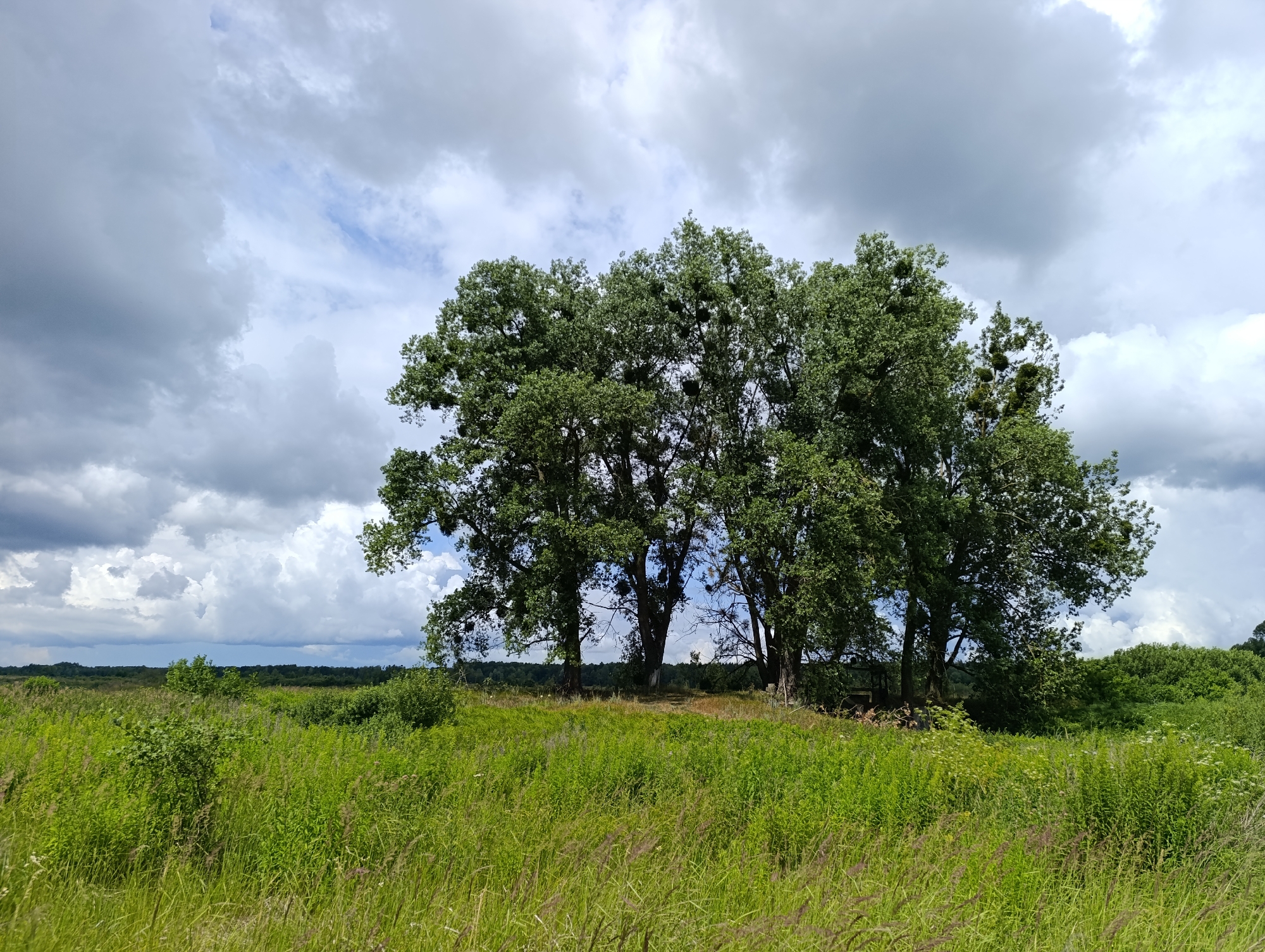 The image depicts a natural landscape under a cloudy sky. In the foreground, a field of tall green grass and various plants stretches across the scene, with some of the grass appearing dry and lighter in color. In the middle ground, a cluster of large, mature trees with dense green foliage dominates the composition. These trees appear to be hosts to numerous mistletoe clumps, visible as spherical masses within their branches. The background consists of a distant tree line and a broad, overcast sky filled with large, textured clouds. There are no people or man-made structures readily apparent in the image, suggesting a rural or natural environment. The lighting indicates it is daytime, with the clouds diffusing the sunlight. The overall scene is one of a tranquil, slightly wild, and verdant outdoor environment, potentially a meadow or a field bordering a forest, located in the Turiya region of Ukraine.