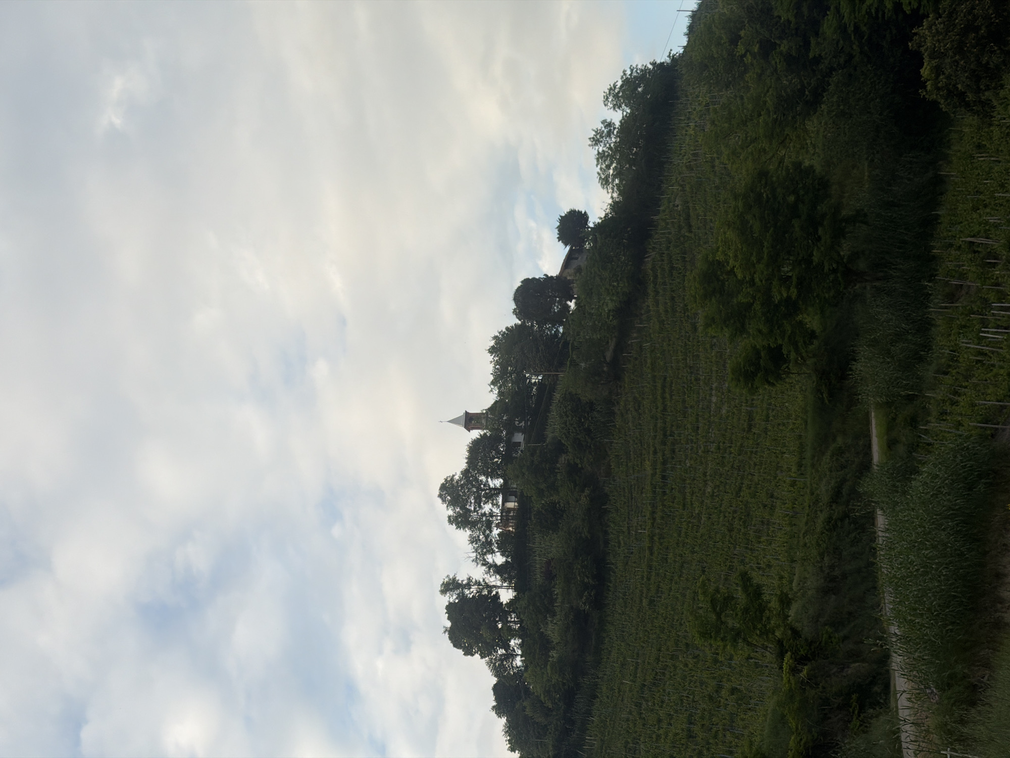 Captured at an upward angle, the image showcases a verdant hillside near Santo Stefano Belbo, Italy. The landscape is dominated by meticulously arranged rows of what appears to be vineyards, indicating the region's viticultural significance. The hillside's texture and pattern are strongly defined. At the crest of the hill, a structure, possibly a church, is perched, its spire visible among the trees. The sky is partly obscured by clouds, suggesting overcast conditions. A path or road, bordered by overgrown vegetation, is visible along the lower right edge. No individuals or animals are visible in the image.