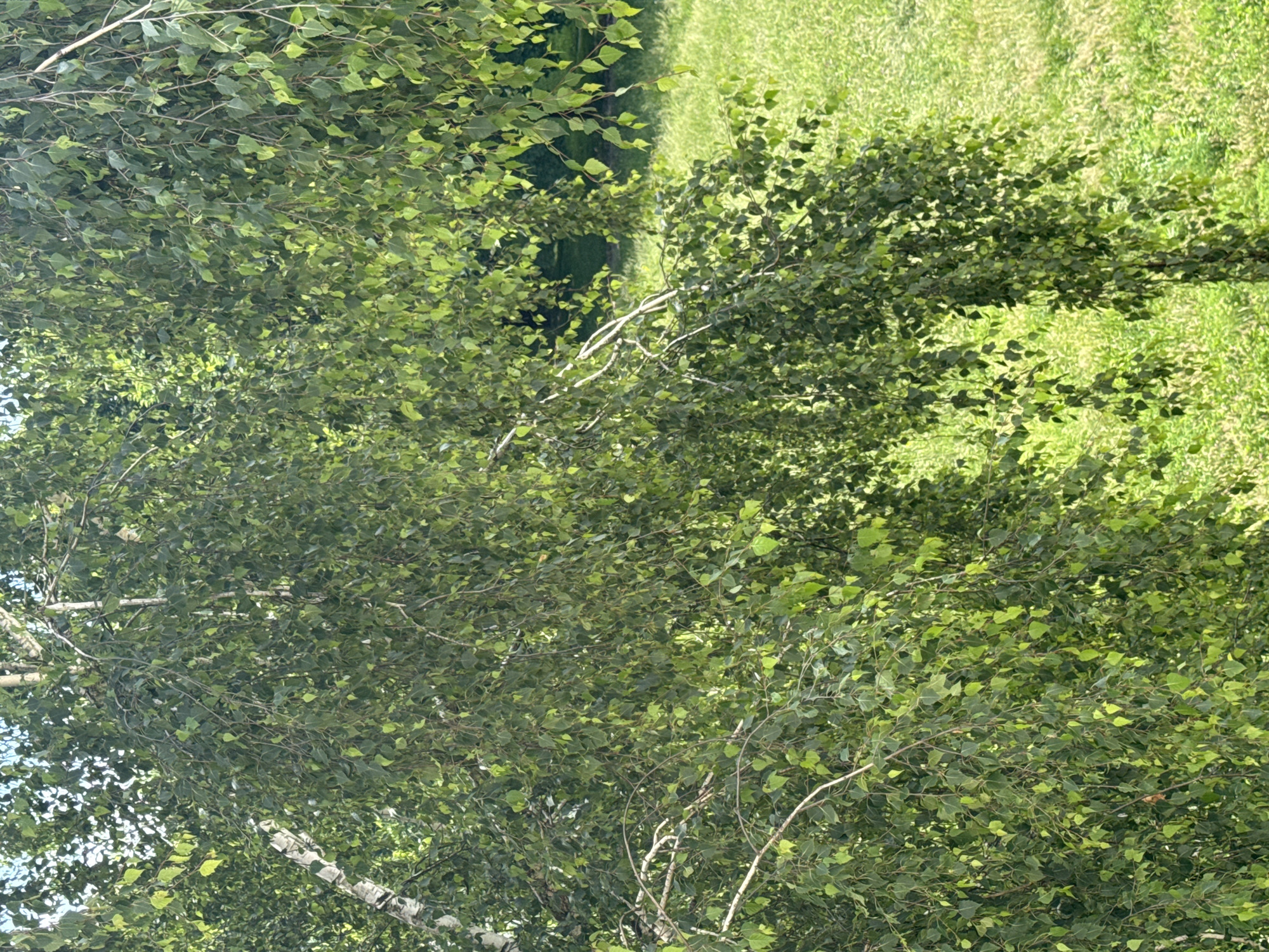 The image shows a close-up view of a birch tree with cascading branches and abundant green leaves. Sunlight filters through the foliage, creating dappled light and shadows. In the background, a blurred expanse of bright green grass suggests an outdoor setting, likely a park or a yard. The specific location within Яромінскі сельскі Савет, Belarus, cannot be determined from the visual information provided in the image alone. There are no people or specific objects to note, and no actions or interactions are depicted. The scene is entirely focused on the natural elements of the birch tree and the grassy environment.