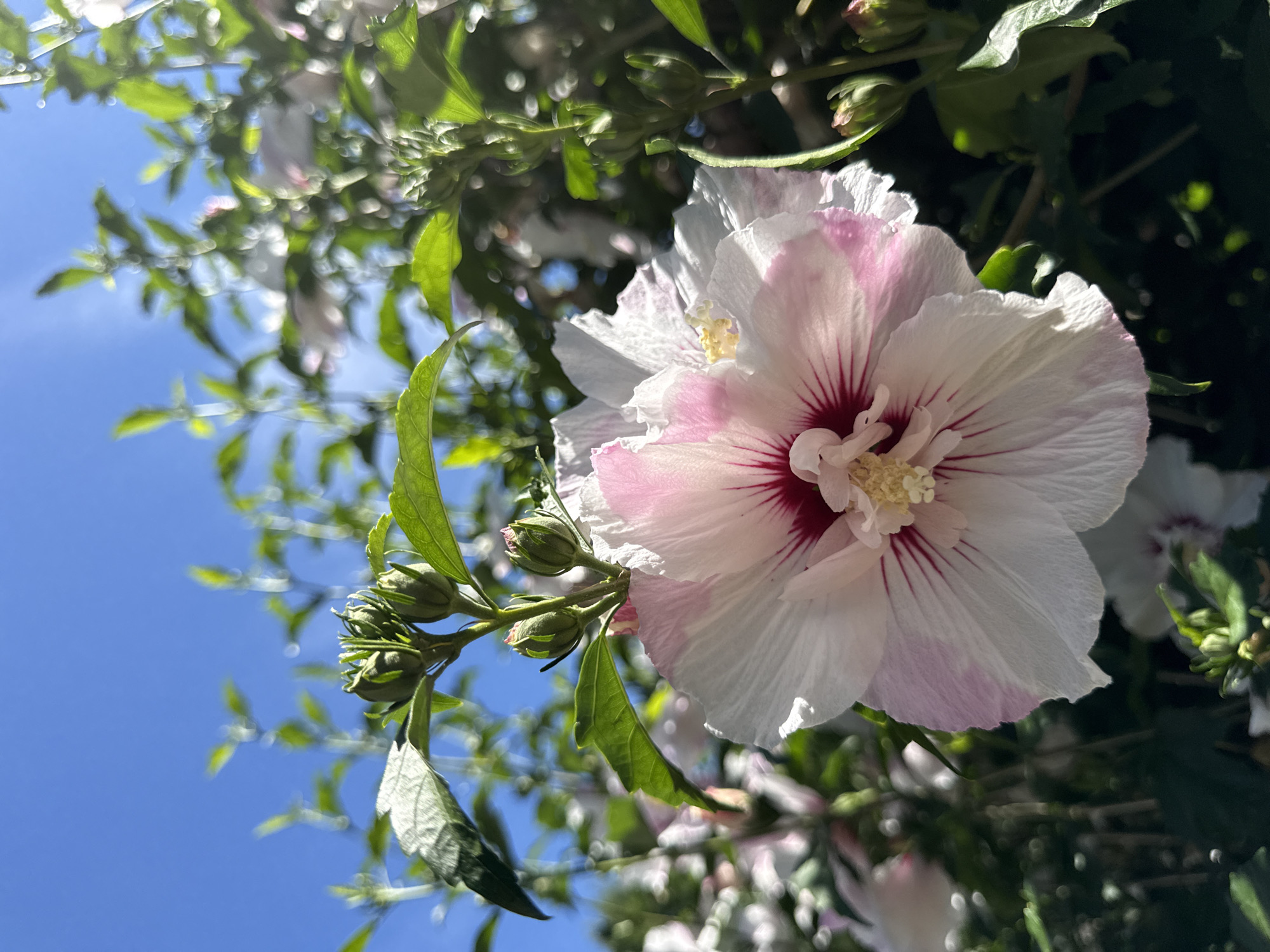 The image shows a close-up of a hibiscus flower blooming against a bright blue sky. The flower has large, white petals with pink accents radiating from the center. The center of the flower is yellow and appears to have pollen. Several green buds are visible on the stem of the flower, and other unfocused flowers and greenery are in the background. The lighting suggests it is daytime, likely during sunny weather. The image was taken in Issaquah, United States of America. There are no people or animals present in the scene.