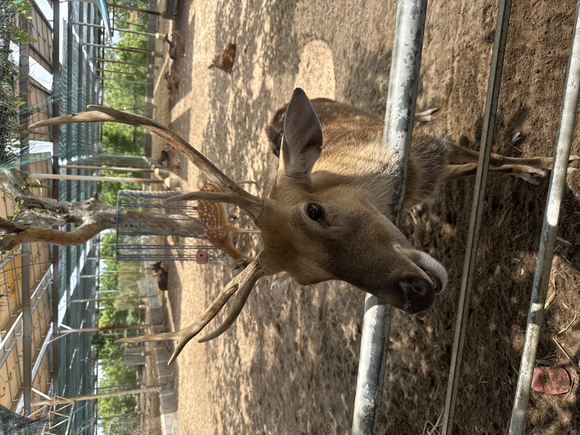 A close-up, eye-level shot captures a young male deer from the chest up, standing behind a metal fence in an outdoor enclosure. The deer's head is turned towards the camera, revealing its face, dark eyes, and delicate antlers. Its fur is a light brown with white spots, typical of a young deer. The background shows more deer lying down in the sandy enclosure, a sparse tree with branches, and a covered structure with corrugated metal roofing. The scene appears to be a deer farm or sanctuary, possibly located in Phước Hải, Vietnam, a coastal town known for its fishing villages and beaches. The lighting suggests it is daytime with sunlight casting shadows on the ground.