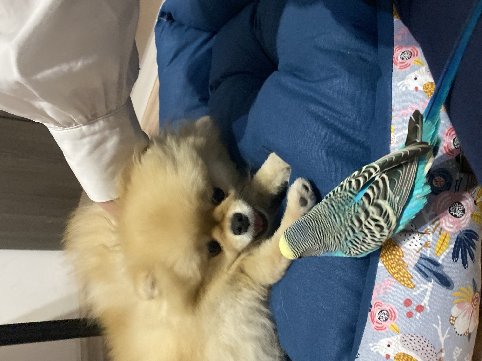 A tan Pomeranian dog lies on a blue cushion, with a blue and black budgie perched on its paw. The scene is indoors. A white shirt sleeve is visible to the left of the dog. Part of a patterned cushion is to the right of the budgie.