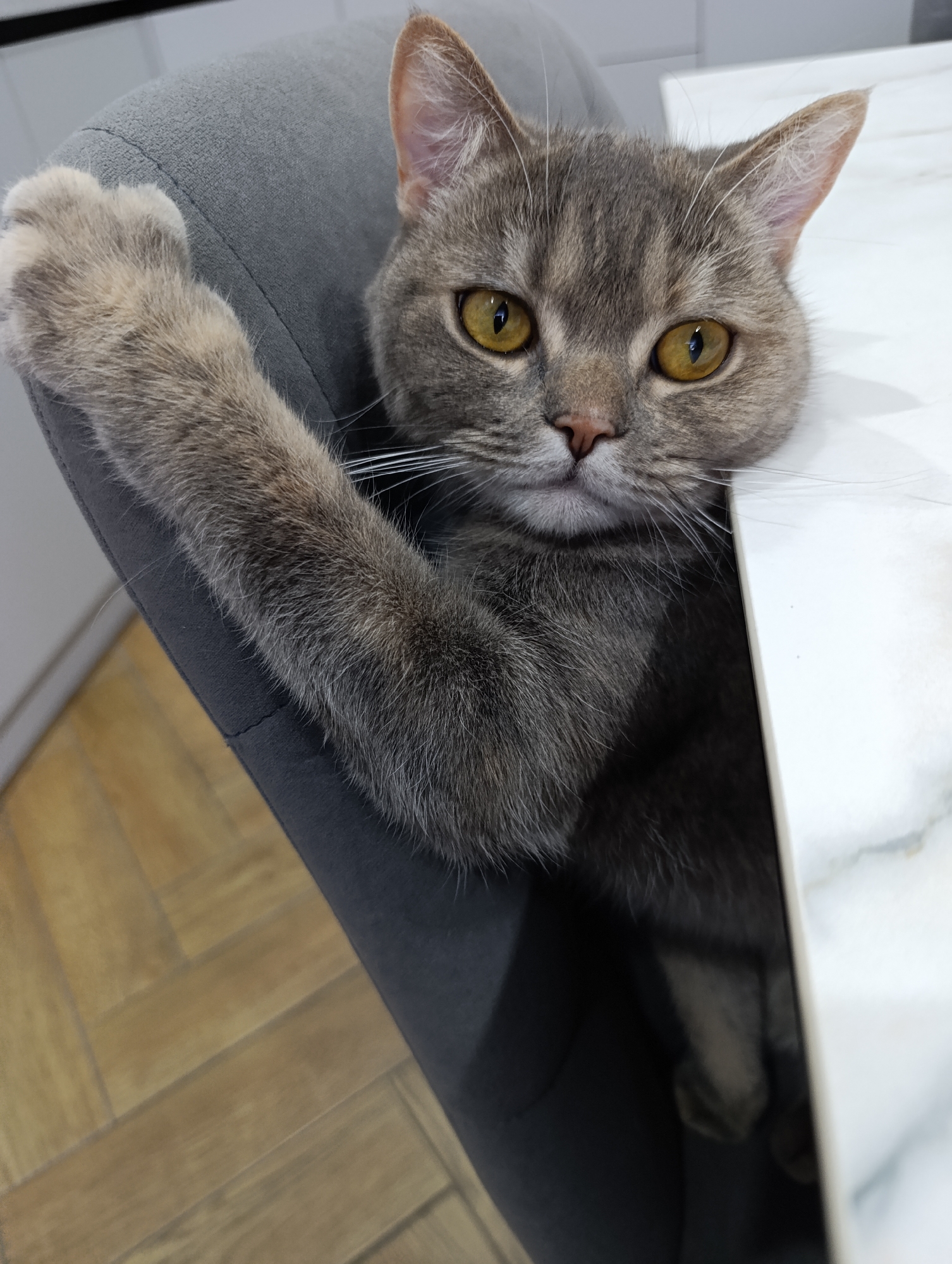 A grey cat with yellow eyes is seated in a grey chair at a white marble-like table. The cat is looking directly at the viewer, with its right paw resting on the chair's arm. A portion of the wooden floor is visible in the lower-left corner, and white cabinets can be seen faintly in the background. The location is not specified as being in Chaikovsky, Russia, based on the visible elements in the image.