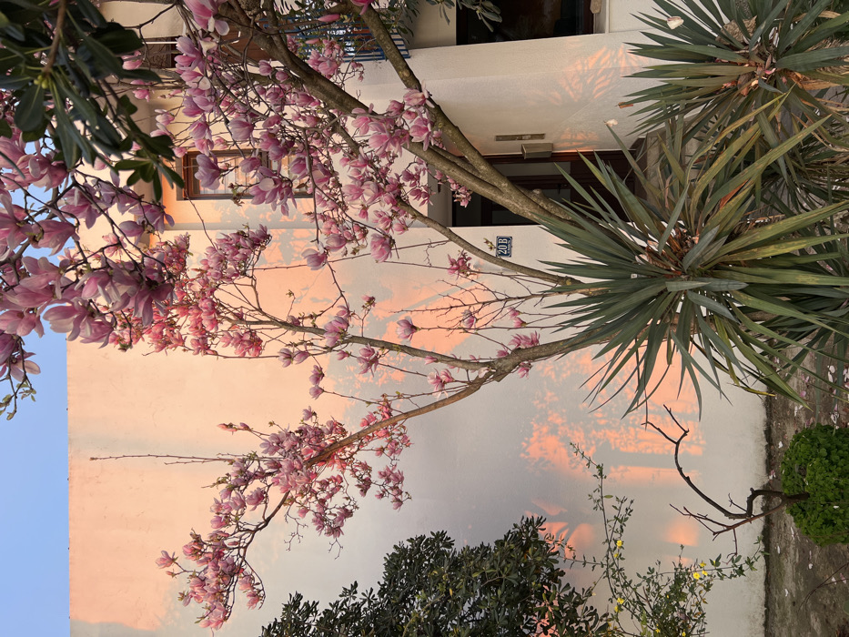 The image displays a residential scene in Bar, Montenegro, during what appears to be golden hour, characterized by warm, orange-pink sunlight illuminating a white building facade. A prominent magnolia tree, heavily covered with light pink blossoms, stands in the foreground and midground, its branches extending upwards and across the frame. Its bare branches and numerous flowers cast intricate shadows against the brightly lit wall. To the right of the magnolia, a dark-framed window is visible, and further right, part of a blue balcony railing. Below the magnolia, a dark brown entrance door is partially visible, recessed into the building. A blue rectangular plaque with the white inscription "20 B" is affixed to the wall to the left of the door, positioned amidst the magnolia's trunk and branches. Below the plaque, a vertical metal fixture, possibly a mailbox, is mounted. In the lower foreground, two large Yucca plants with spiky green leaves are situated. To the far left, a dense dark green shrub and a smaller plant with yellow blooms are visible. The ground beneath the plants is light-colored, possibly concrete, with several fallen pink magnolia petals scattered across it. No people, specific actions, or interactions are discernible in the scene.