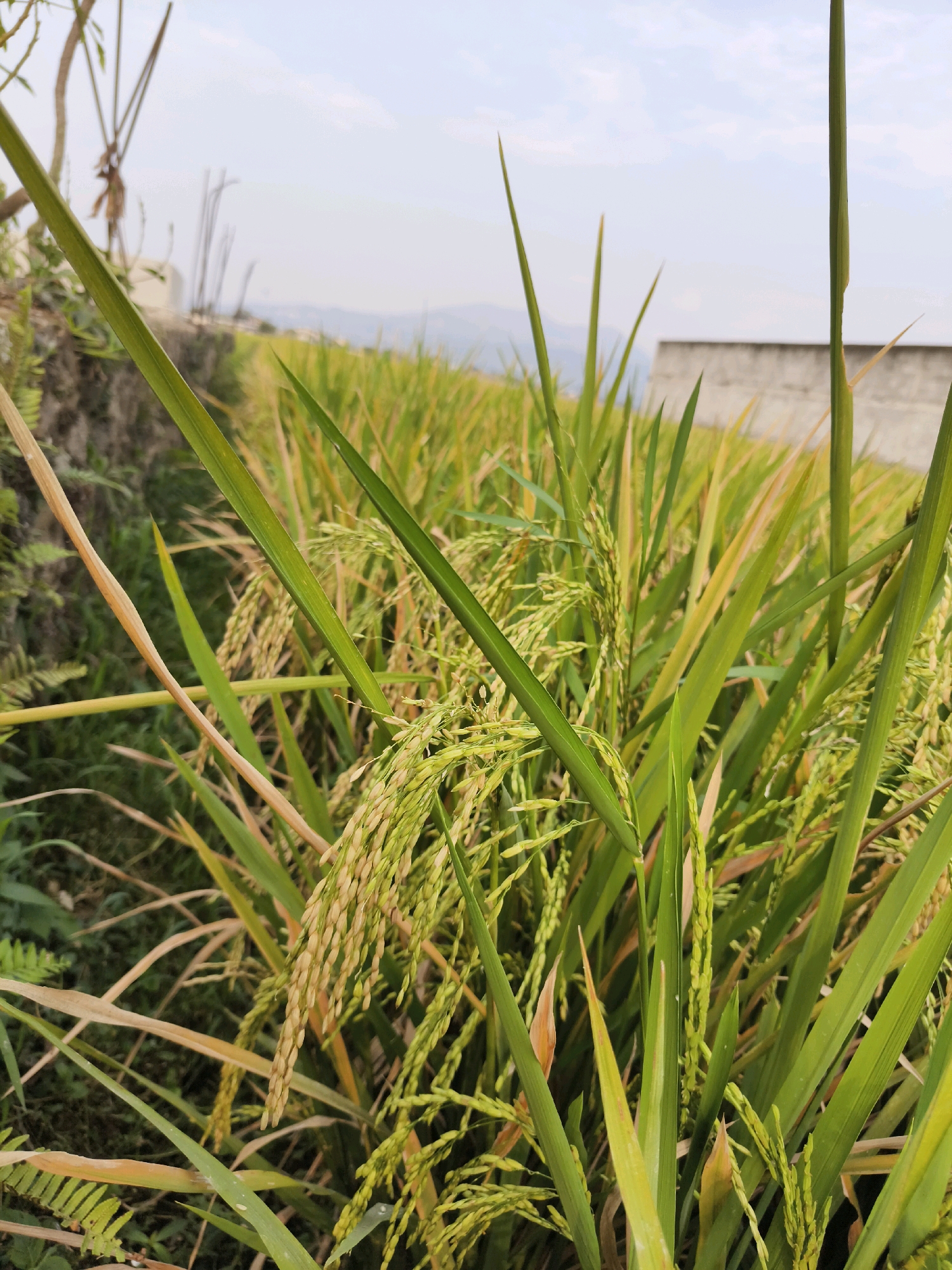 The image depicts a close-up view of ripening rice stalks in a paddy field. The foreground is dominated by lush green rice leaves and developing grains, some of which are beginning to turn a golden hue. In the background, a low wall, possibly part of a building or terrace, is visible, along with a hazy view of hills or mountains under a pale sky. The scene appears to be set in a rural area, consistent with agricultural landscapes such as those found in Majasetra, Indonesia, where rice cultivation is prevalent. There are no people or animals visible in the frame, and the overall impression is one of natural growth and the approaching harvest season.