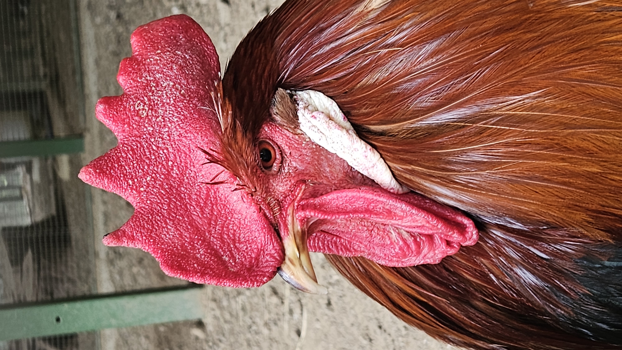 A close-up, eye-level, vertical shot shows the head and upper body of a rooster. The rooster has a prominent, serrated red comb atop its head and a bright red wattle hanging from its chin. Its eye is visible, with a dark pupil and reddish-brown iris. The rooster has brown and reddish-brown feathers, with some iridescence suggesting wetness or oiliness. A small, white fleshy appendage is visible beneath its eye. The background is out of focus and appears to be an outdoor enclosure with sandy or dirt ground and some vertical structures, possibly fencing or supports. There is no indication of the city of Prešov, Slovakia, in the image.