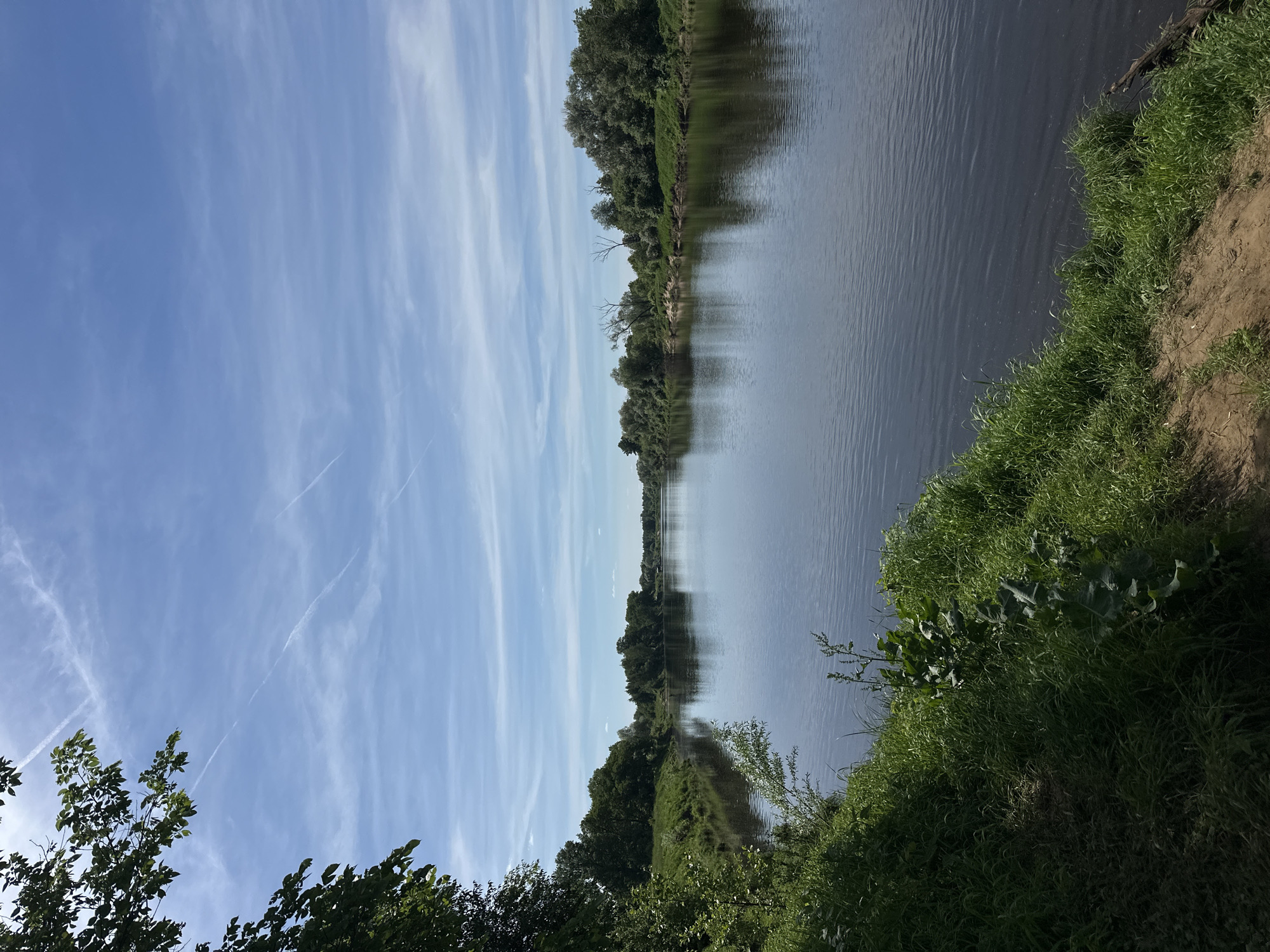 The image depicts a wide, calm river flowing through a verdant natural landscape under a clear blue sky. The scene is located in or near the city of Ladoga, Russia. The upper third of the image shows a light blue sky with faint, wispy cirrus clouds and multiple white aircraft contrails, some distinct and some diffused. Dark green tree branches and foliage partially obscure the top-left corner of the sky. The central and lower portions of the image feature the river, characterized by dark, reflective water showing minimal ripples from a gentle current. Both banks of the river are densely covered with lush green grass, various plants, and a thick growth of deciduous trees and shrubs with full summer foliage. On the left bank in the foreground, vibrant green grass and some taller broad-leafed plants are visible, with a patch of exposed light brown soil/sand at the very bottom. The far bank, across the river, also presents a continuous line of dense trees, some with lighter green or grayish-green leaves, interspersed with a few visible bare branches or dead trees. The river recedes into the distance, flanked by continuous tree lines, creating a sense of depth. No people, animals, or man-made structures are visible within the natural environment depicted.