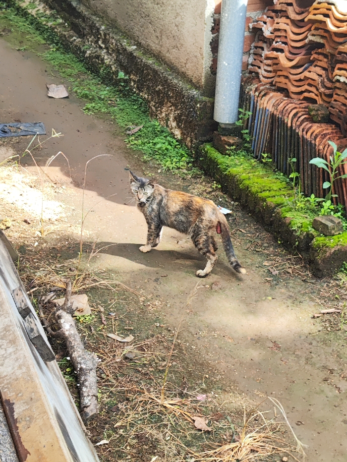 A mottled brown, black, and orange domestic cat, possibly a calico or tortie, stands on a dirt path, looking directly towards the viewer. The cat's fur appears somewhat unkempt, and there is a reddish mark or piece of debris visible near its hind leg. Its ears are slightly pointed, and its expression is neutral, perhaps wary.

The ground consists of packed earth or dirt, with patches of dry grass and scattered debris, including a piece of cardboard and a dark plastic sheet. In the left foreground, a thick, gnarled piece of wood or branch lies on the ground.

Behind the cat, a concrete or brick wall runs horizontally, with a strip of green moss and small plants growing along its base. To the right, a vertical grey metal pipe, likely a downspout, descends alongside the wall. Adjacent to the pipe is a large, neatly stacked pile of weathered terracotta roof tiles, displaying their characteristic wavy pattern. Additional green moss and plants grow around the base of the tile stack.

The scene is brightly lit by natural sunlight, casting distinct shadows and indicating a clear, sunny daytime. The overall setting appears to be an outdoor, somewhat rustic area, possibly a side yard or alley in a residential or semi-urban environment. There is no visible text in the image. The location context is Pubian, Indonesia.
