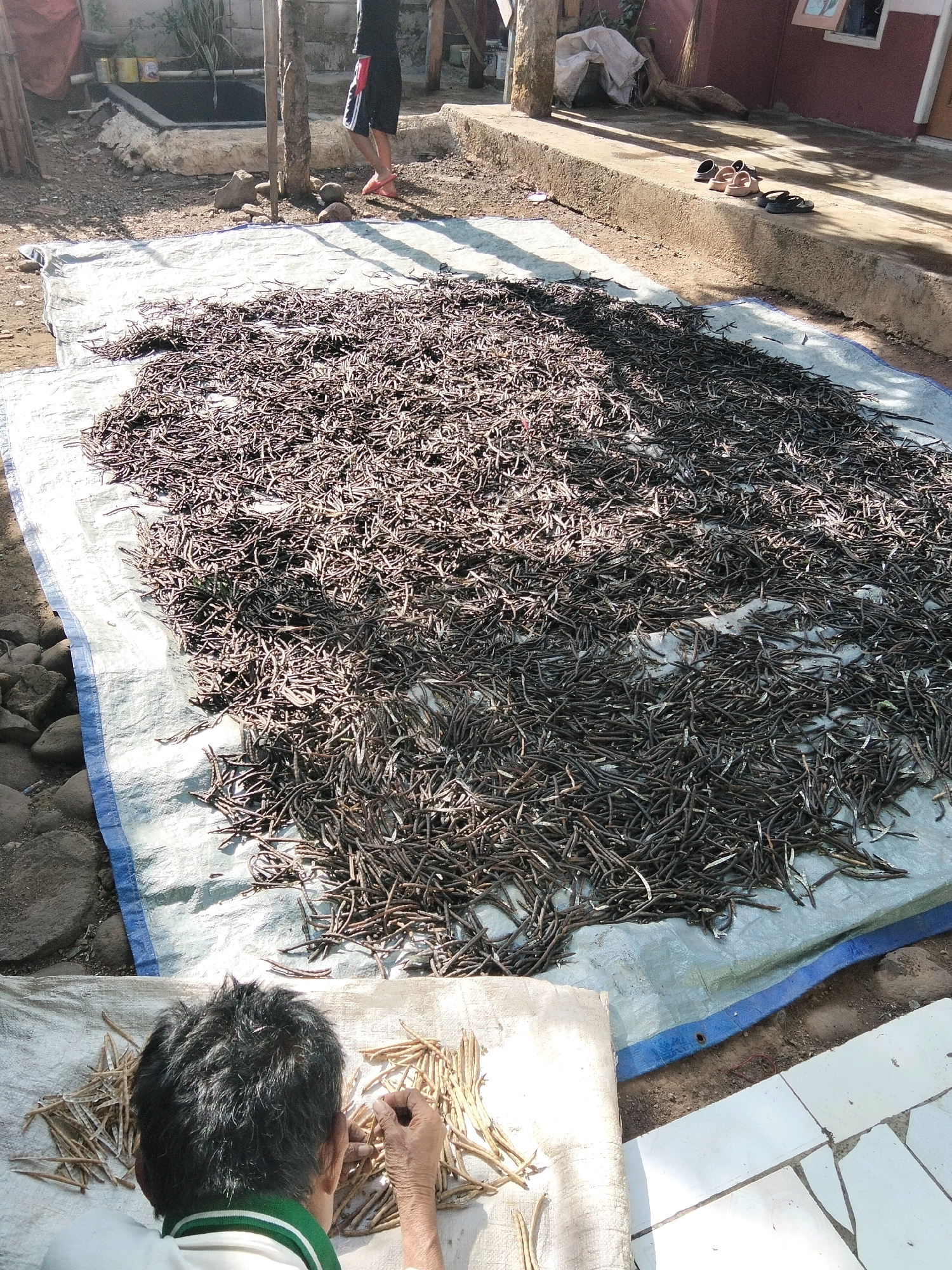 In Rahong, Indonesia, an outdoor scene depicts a person's back as they sit on a white cloth, sorting through dried vanilla beans. A large blue tarp, spread on the ground, is covered with a dense layer of dark, dried vanilla beans, presumably drying in the sun. To the right of the tarp, a concrete ledge holds three pairs of sandals. In the background, a shallow, rectangular basin with water is visible, and beyond that, a reddish-brown building. The environment suggests a rural or semi-rural setting, with dirt and rocks visible on the ground. A tree trunk stands near the person's left side.