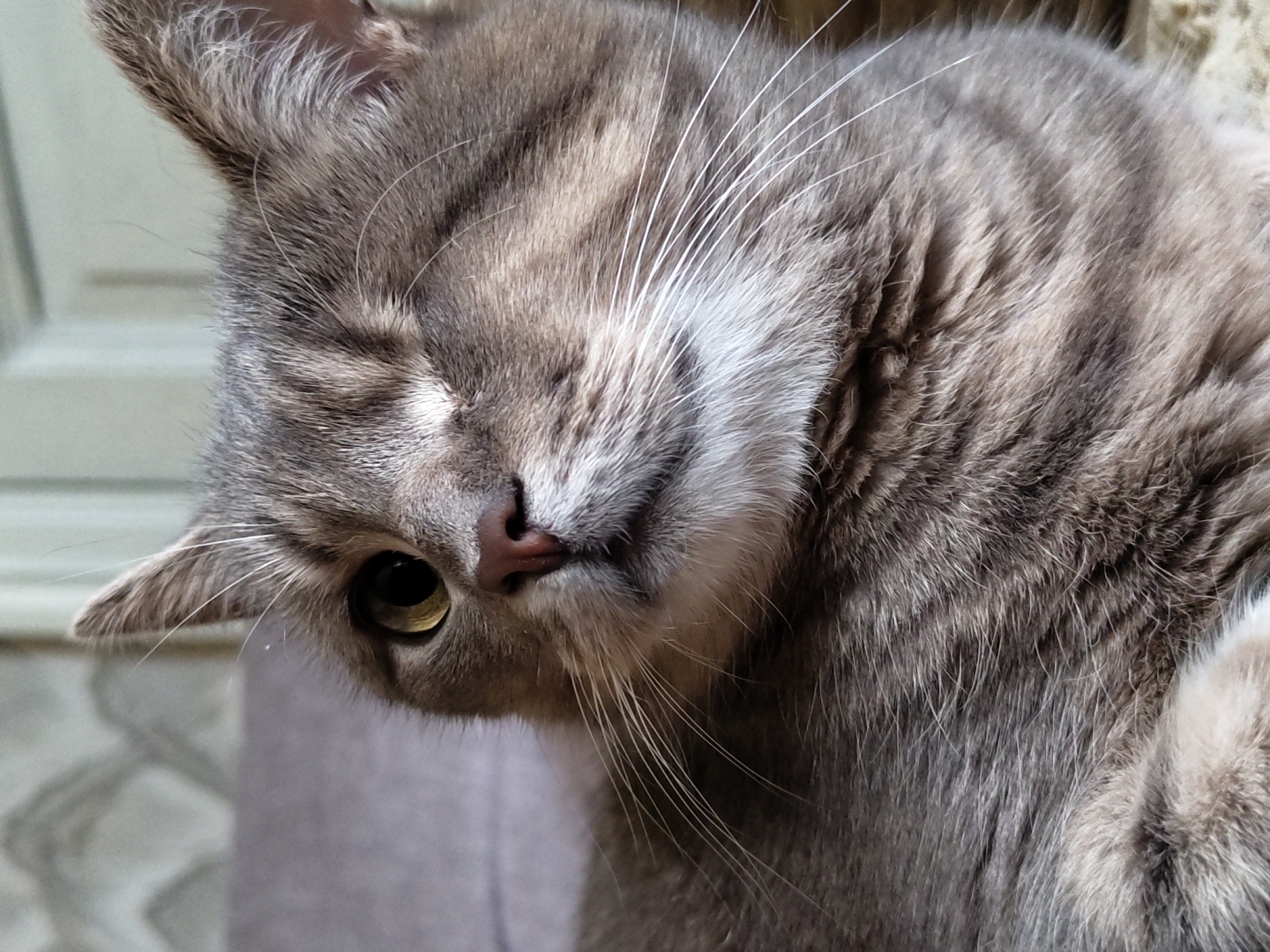 A close-up, eye-level, vertical shot shows a gray tabby cat with one eye closed, giving it a winking appearance. The cat is looking slightly to the left of the camera. Its fur is short and dense, with distinct tabby markings. The cat's nose is pinkish-brown, and its whiskers are long and white. The background is softly blurred, suggesting an indoor environment. A hint of a couch or upholstered furniture is visible on the left, and a wall with a textured pattern is in the upper left corner. The lighting is natural and even, highlighting the cat's facial features. The overall impression is one of a relaxed and perhaps playful feline.