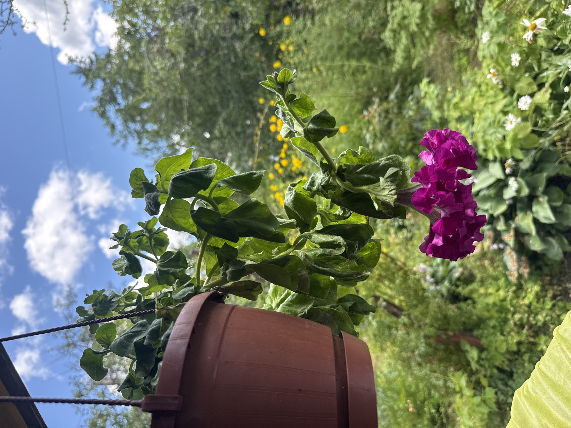 A potted plant with green leaves and a cluster of magenta flowers hangs from a support structure against a backdrop of trees and a blue sky with white clouds. The pot is brown and made of plastic, suspended by a dark twisted wire. The plant's leaves appear slightly wilted. In the blurred background, there are patches of yellow flowers and other greenery. A light green fabric is visible in the lower left corner of the frame. The scene is outdoors, suggesting a garden or balcony setting in a rural or suburban area, possibly the Красная Пресня SNT in Russia.