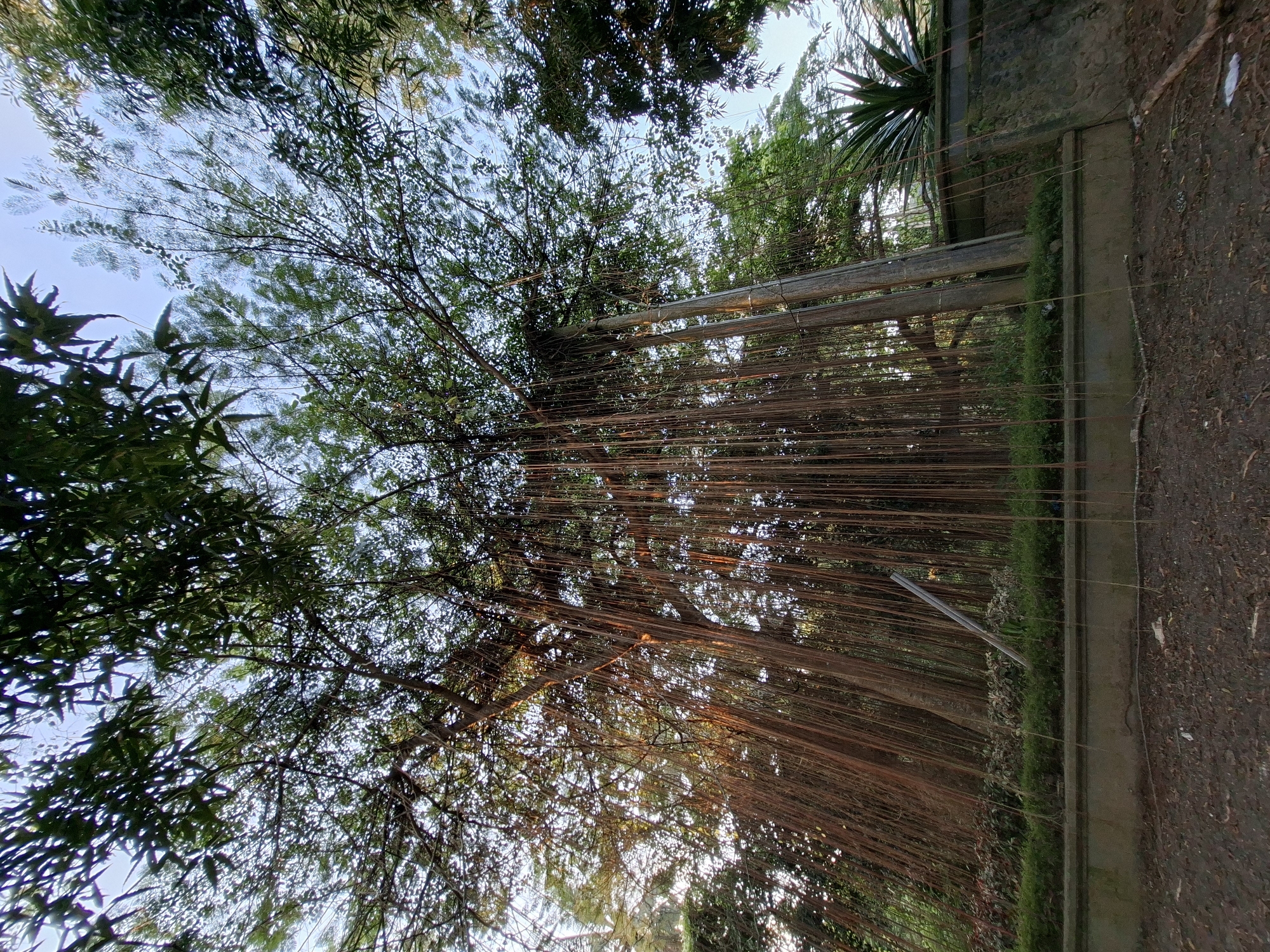 This is a low-angle, eye-level, medium shot of a strangler fig tree with aerial roots hanging down, situated in a park-like setting. The tree is located in Blahbatuh, Indonesia, as indicated by its characteristic strangler fig growth. The image captures a natural environment with dense foliage and a clear blue sky visible through the canopy. The ground in the foreground is covered with dirt and fallen leaves, suggesting an outdoor, undeveloped area. The presence of a stone wall in the background hints at manicured landscaping or the boundary of the park. The lighting suggests it is either early morning or late afternoon, with sunlight filtering through the leaves and casting warm hues on the hanging roots. No people or animals are present in the frame.