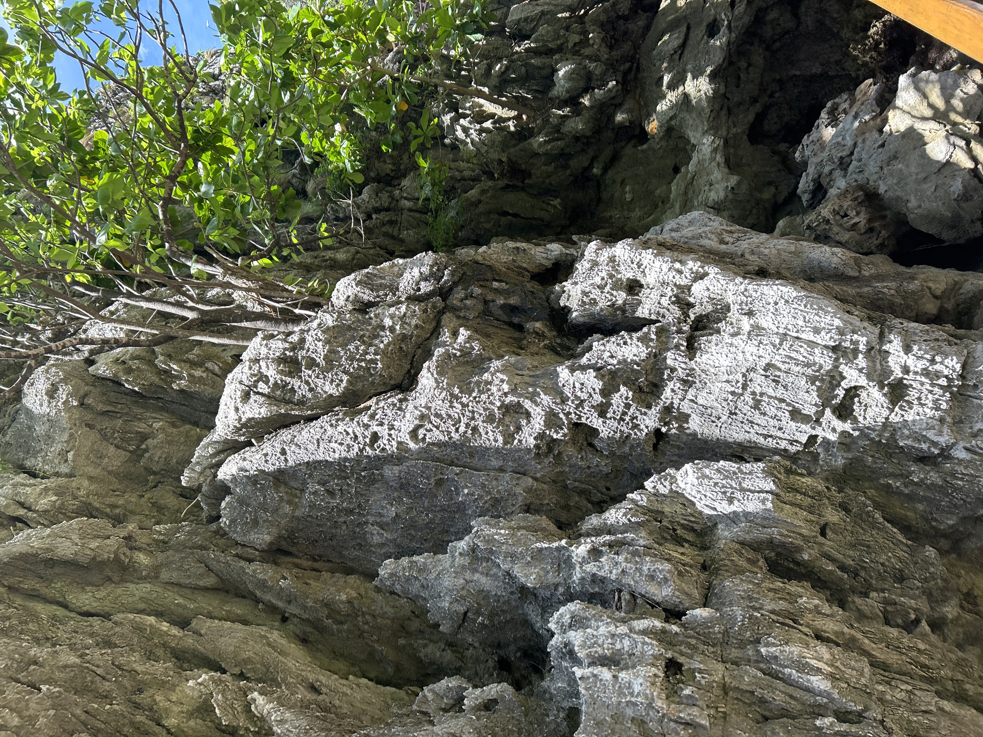 The image shows a close-up view of a rugged, light-gray limestone karst formation, typical of the coastline in Ao Nang, Thailand. The rocks are textured with sharp edges, crevices, and eroded surfaces, indicating significant weathering. Green foliage, consisting of trees with vibrant leaves and slender branches, grows from the cracks and crevices of the rock face, with some branches extending into the upper right portion of the frame. A bright blue sky is visible through the leaves. The lighting suggests a sunny day, with strong contrasts between illuminated and shadowed areas on the rock. A sliver of a wooden railing, likely part of a viewing platform or boat, is visible at the lower right edge of the image. The scene depicts a natural coastal environment characterized by limestone cliffs and lush vegetation.