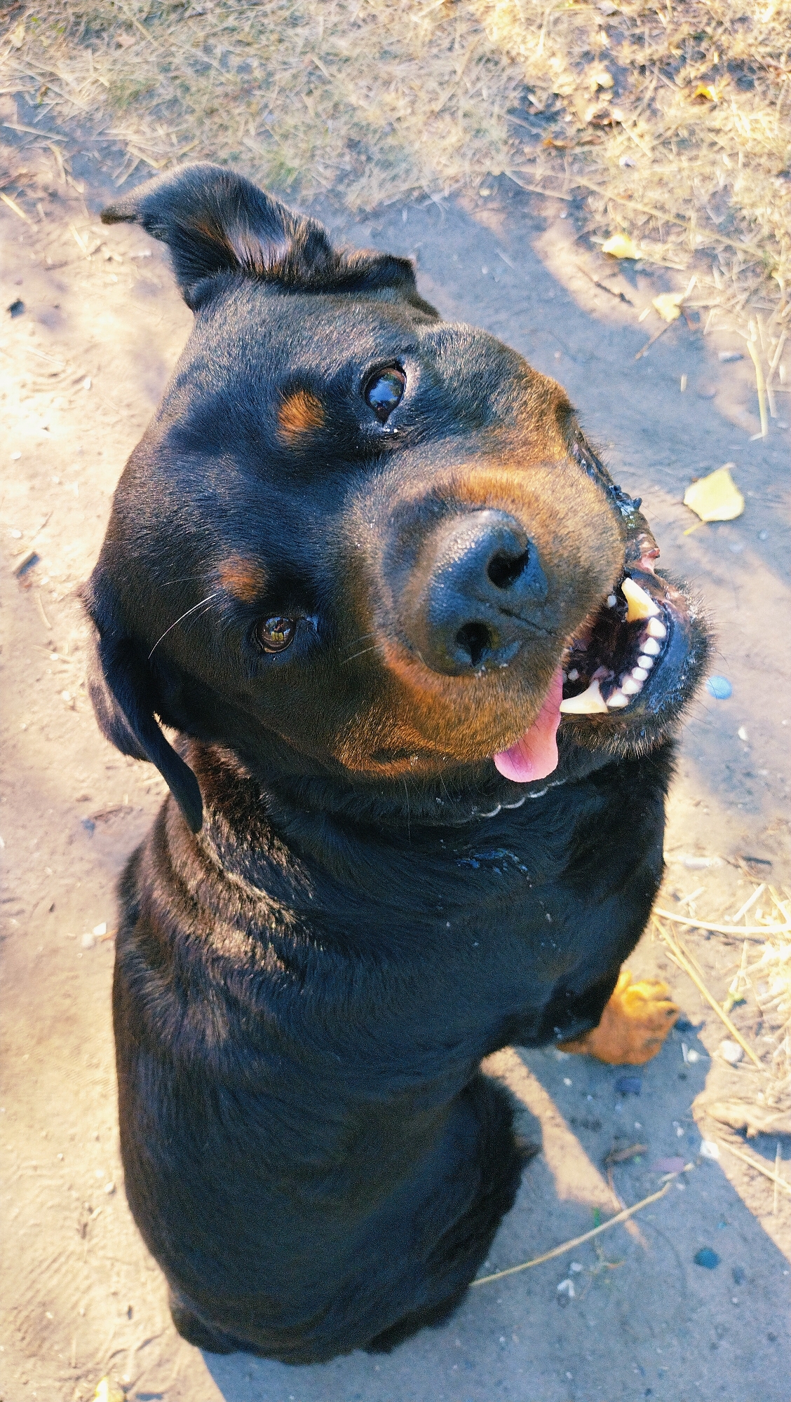 A Rottweiler dog is captured in a close-up, high-angle shot outdoors. The dog, with its dark fur and tan markings, is looking directly at the camera with its mouth open, revealing its teeth and pink tongue. Its head is tilted to the left. The background consists of dry grass and dirt, with some scattered leaves. The lighting suggests it is daytime, with sunlight casting shadows. The location is specified as Horishni Plavni, Ukraine, though there are no explicit visual cues in the image to confirm this specific location. The scene is focused entirely on the dog.