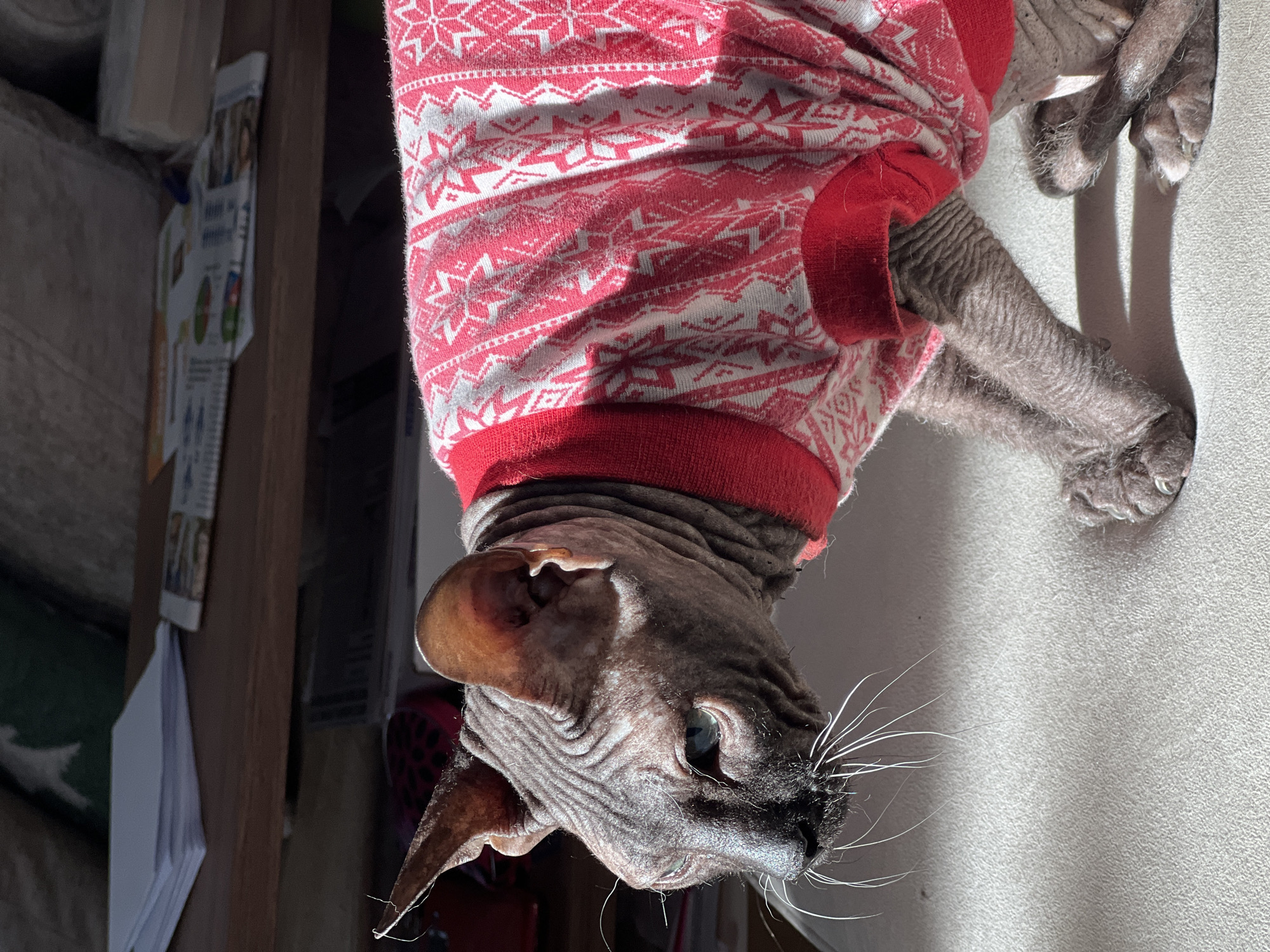 A Sphynx cat wearing a red and white patterned sweater lies upside down on a light-colored surface. The cat's head is angled towards the lower right of the frame, revealing its wrinkled skin, large ears, and white whiskers. A small portion of a dark-colored room with a wooden shelf containing papers and various objects is visible in the upper left. The location in the city of Votkinsk, Russia, is indeterminable.