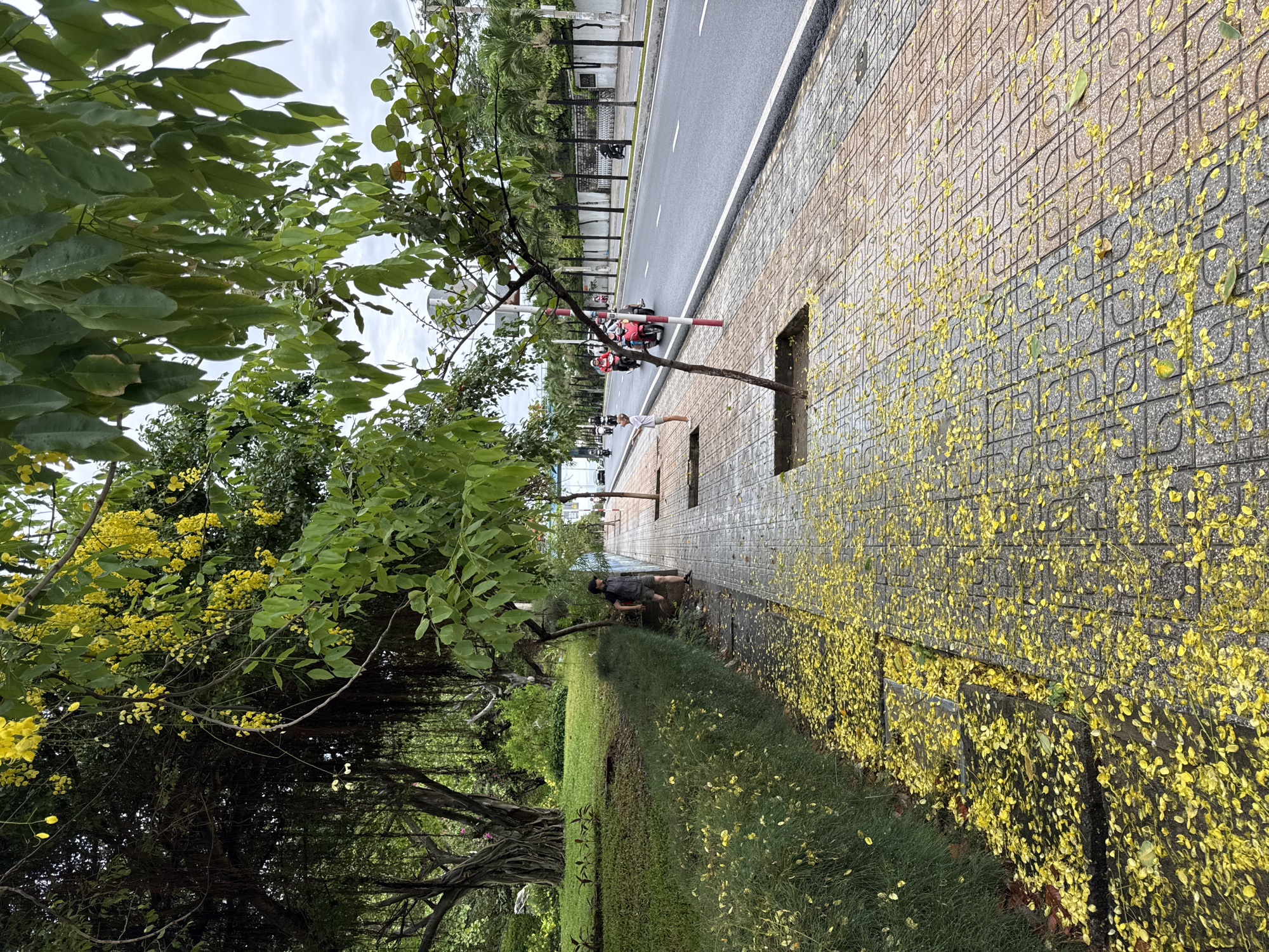 The image depicts a street scene in Bac Nha Trang Ward, Vietnam. The sidewalk, constructed of patterned concrete tiles, is heavily covered with fallen yellow blossoms. A narrow strip of grass borders the sidewalk, also dotted with the same yellow blossoms.
A mature tree with vibrant green foliage and clusters of yellow flowers dominates the left side of the frame. Its branches and roots extend into the lawn.
Along the sidewalk, two individuals are visible. One person is standing in a gap on the sidewalk. Further along, a second person is standing on the sidewalk.
Adjacent to the sidewalk is a paved road with two lanes. Cars, motorbikes, and traffic barriers are visible in the distance. Trees line the opposite side of the road. The sky is overcast.