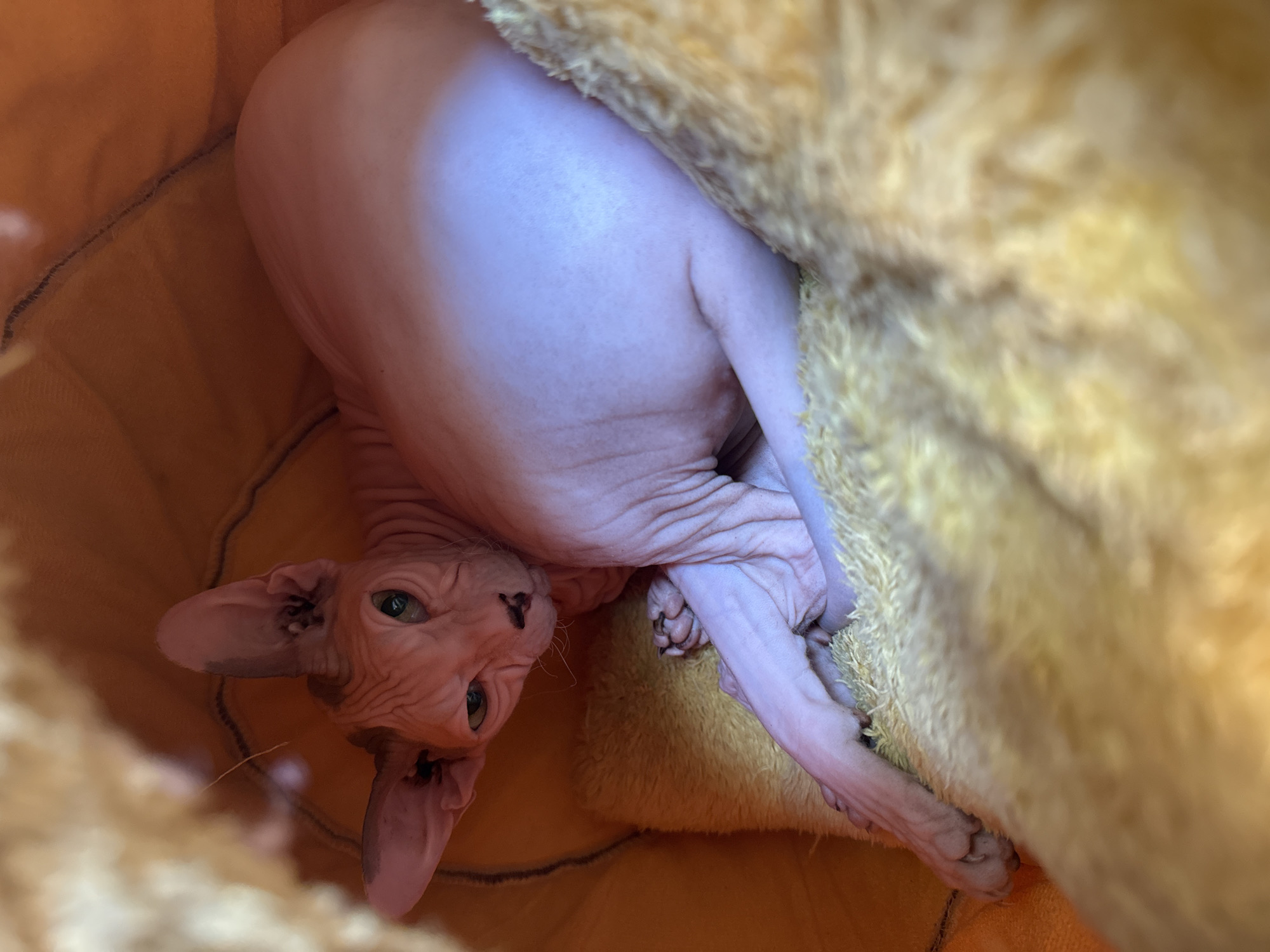 A Sphynx cat lies in a soft, orange-lined enclosure, nestled on a plush yellow pillow. The cat's pale, wrinkled skin is illuminated by soft light, casting faint shadows that accentuate its folds. Its large ears are prominent, and its gaze is directed towards the viewer, with striking green eyes. The cat's front paw is bent, with visible toe beans. The background consists of the textured orange lining of the enclosure. The location is Vostok, Kyrgyzstan.